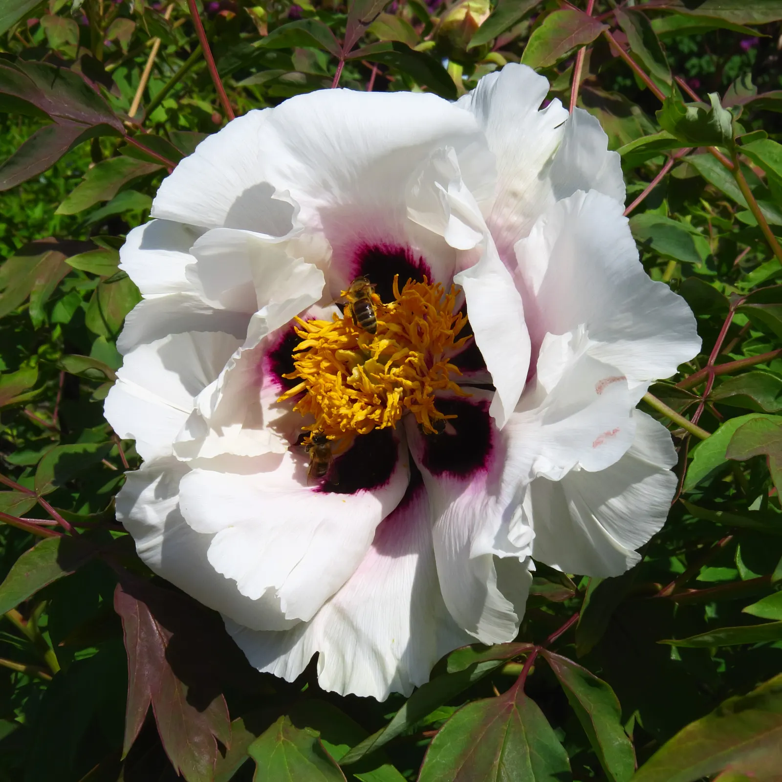 Japanese Tree Peony (Paeonia Suffruticosa) — The Japanese Tree Peony (Paeonia suffruticosa) is a deciduous shrub; maturing to about 4-5 feet tall, image 94