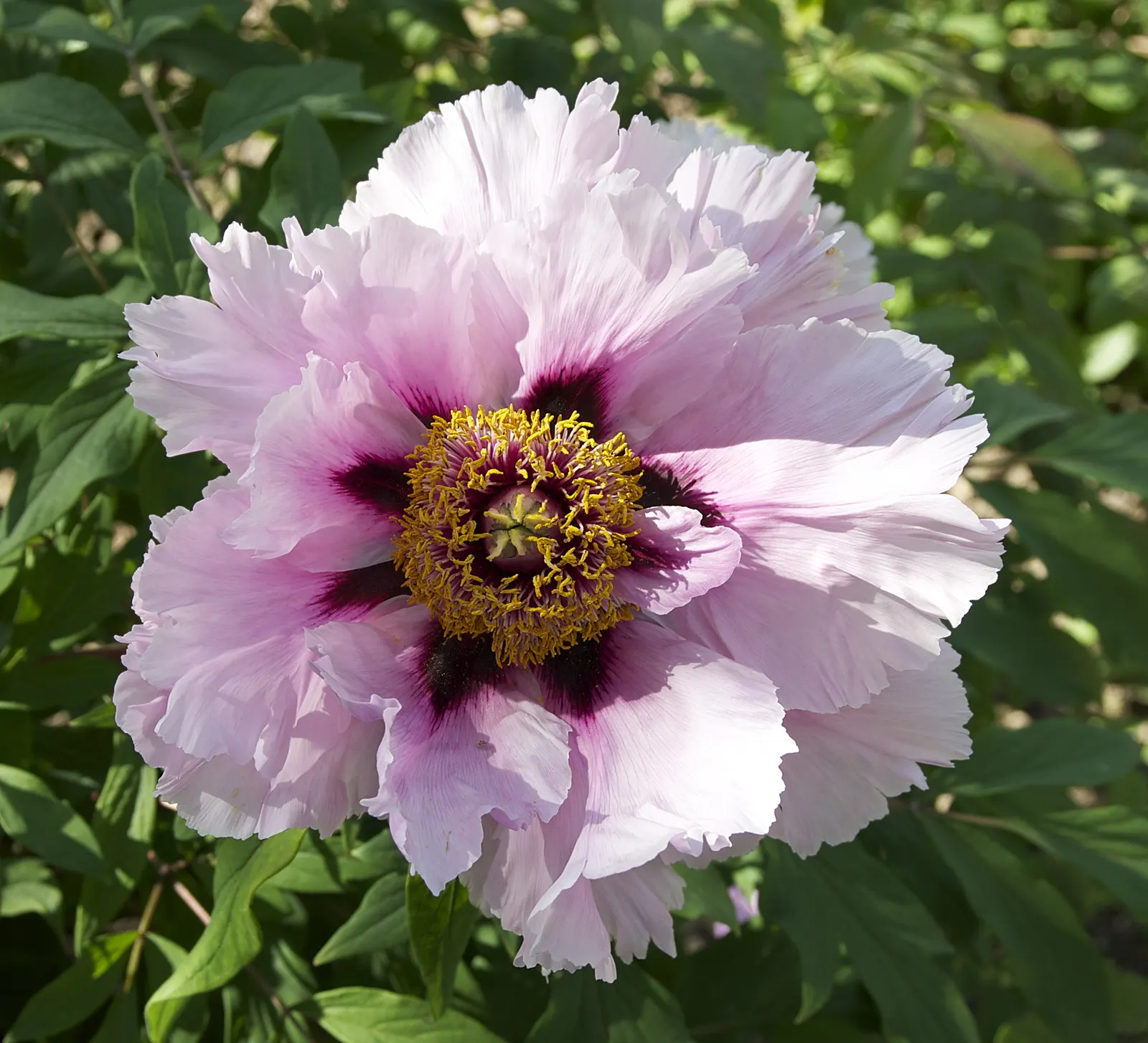 Japanese Tree Peony (Paeonia Suffruticosa) — making it a wise choice for a serene and elegant landscape design