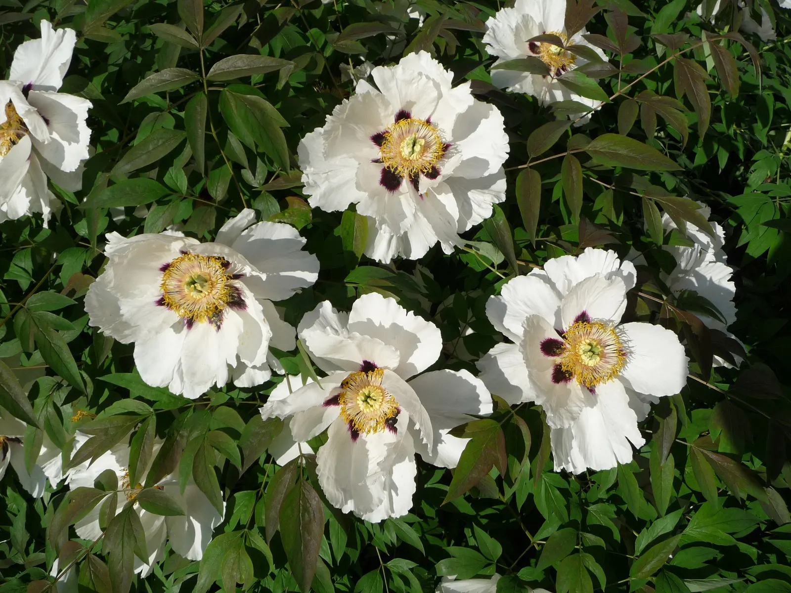 Japanese Tree Peony (Paeonia Suffruticosa) — scientifically termed Paeonia suffruticosa; can span an impressive 6 to 12 inches in diameter, image 69