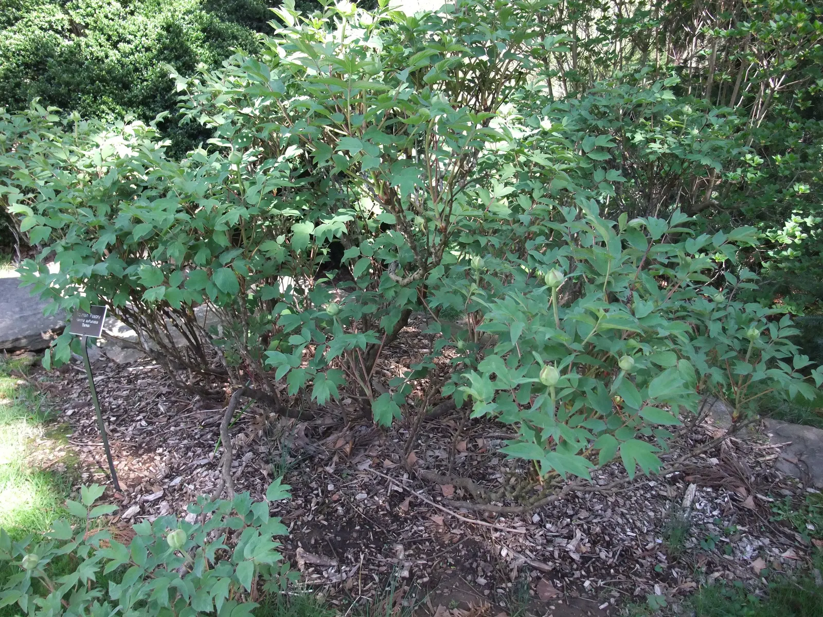 Japanese Tree Peony (Paeonia Suffruticosa) — thus attracting pollinators such as bees and butterflies.<br><br>For optimal growth; minimal maintenance is