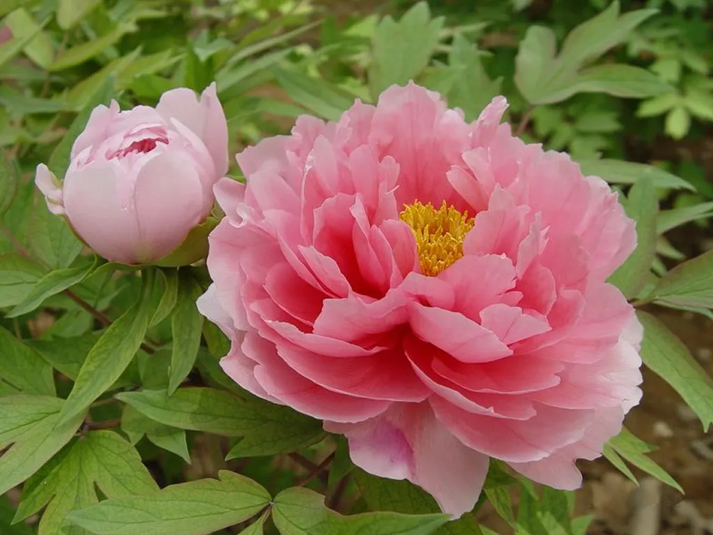 Japanese Tree Peony (Paeonia Suffruticosa) — The Japanese Tree Peony (Paeonia suffruticosa) is a deciduous shrub