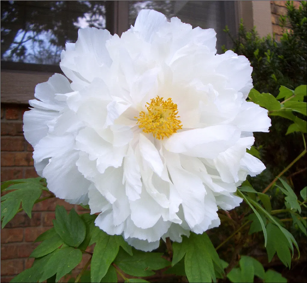 Japanese Tree Peony (Paeonia Suffruticosa) — It should be planted in a location that offers full sun to partial shade; offering a lush backdrop for, image 113