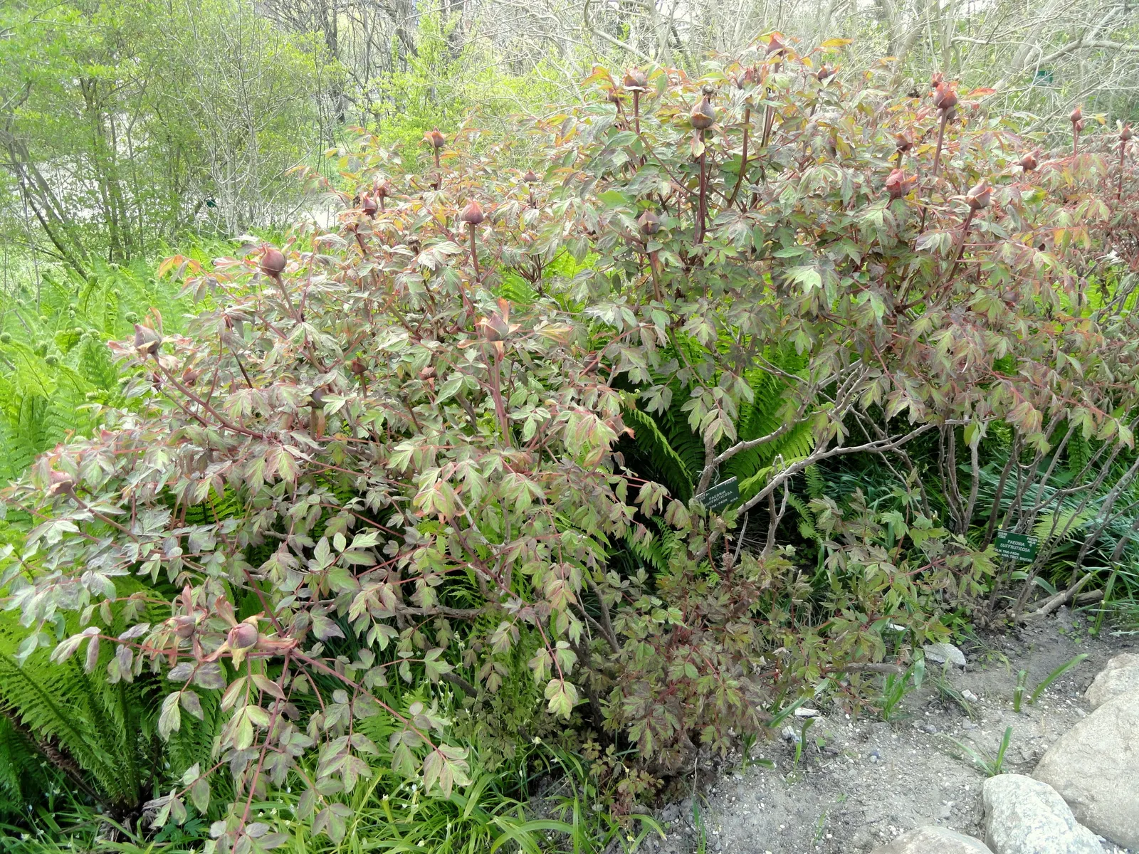 Japanese Tree Peony (Paeonia Suffruticosa) — can span an impressive 6 to 12 inches in diameter; known for its ornamental grandeur and captivating, image 108