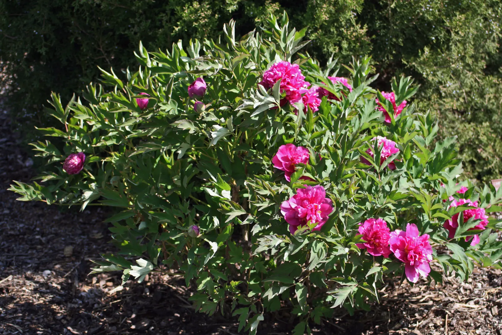 Japanese Tree Peony (Paeonia Suffruticosa) — It thrives in USDA zones 4-8, prefers well-drained soil, and full sun to part shade; the Japanese Tree, image 96