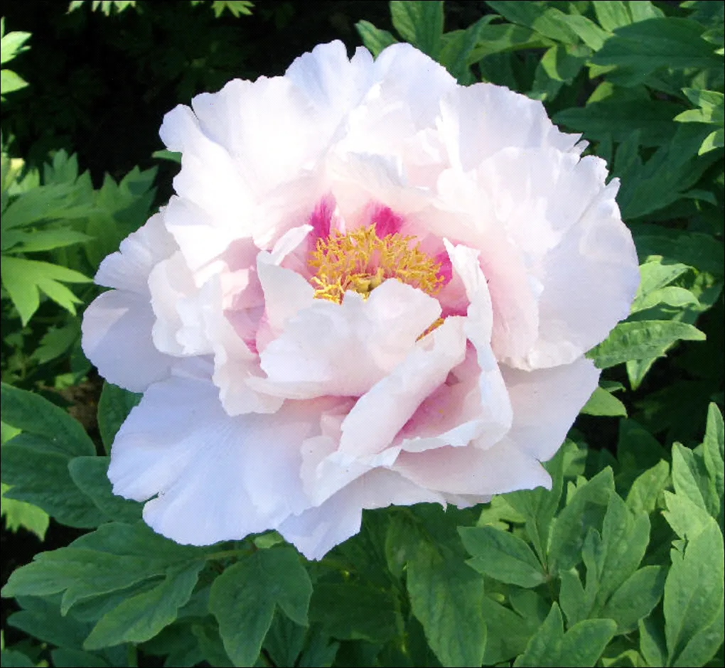 Japanese Tree Peony (Paeonia Suffruticosa) — perennial with red and white blooms; the blooms will be more prolific and vibrant.<br><br>Hardy in, image 92