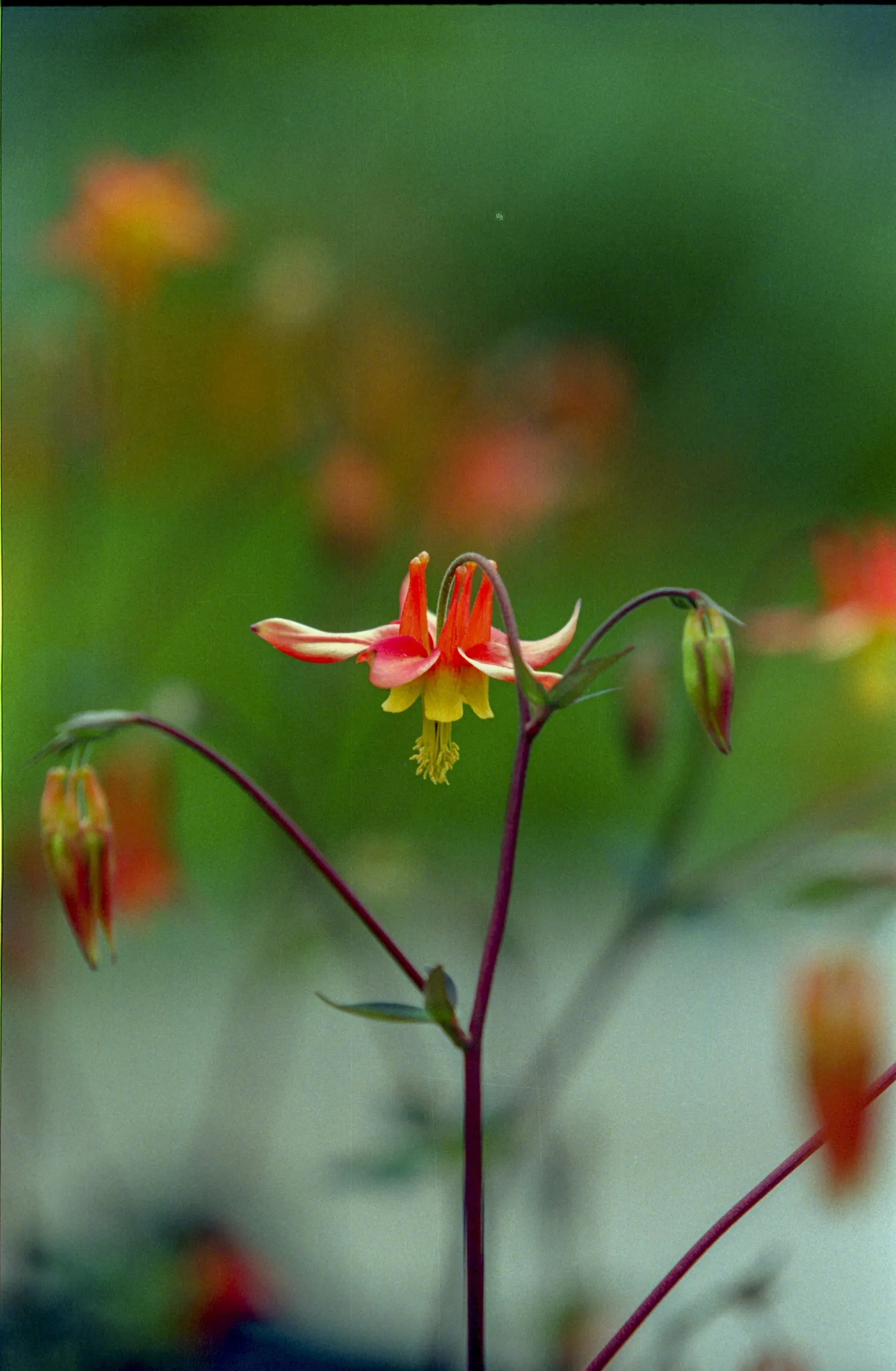 Western Columbine (Aquilegia Formosa) — which makes it an excellent pick for pollinator-friendly designs.<br><br>For optimal growth, image 78