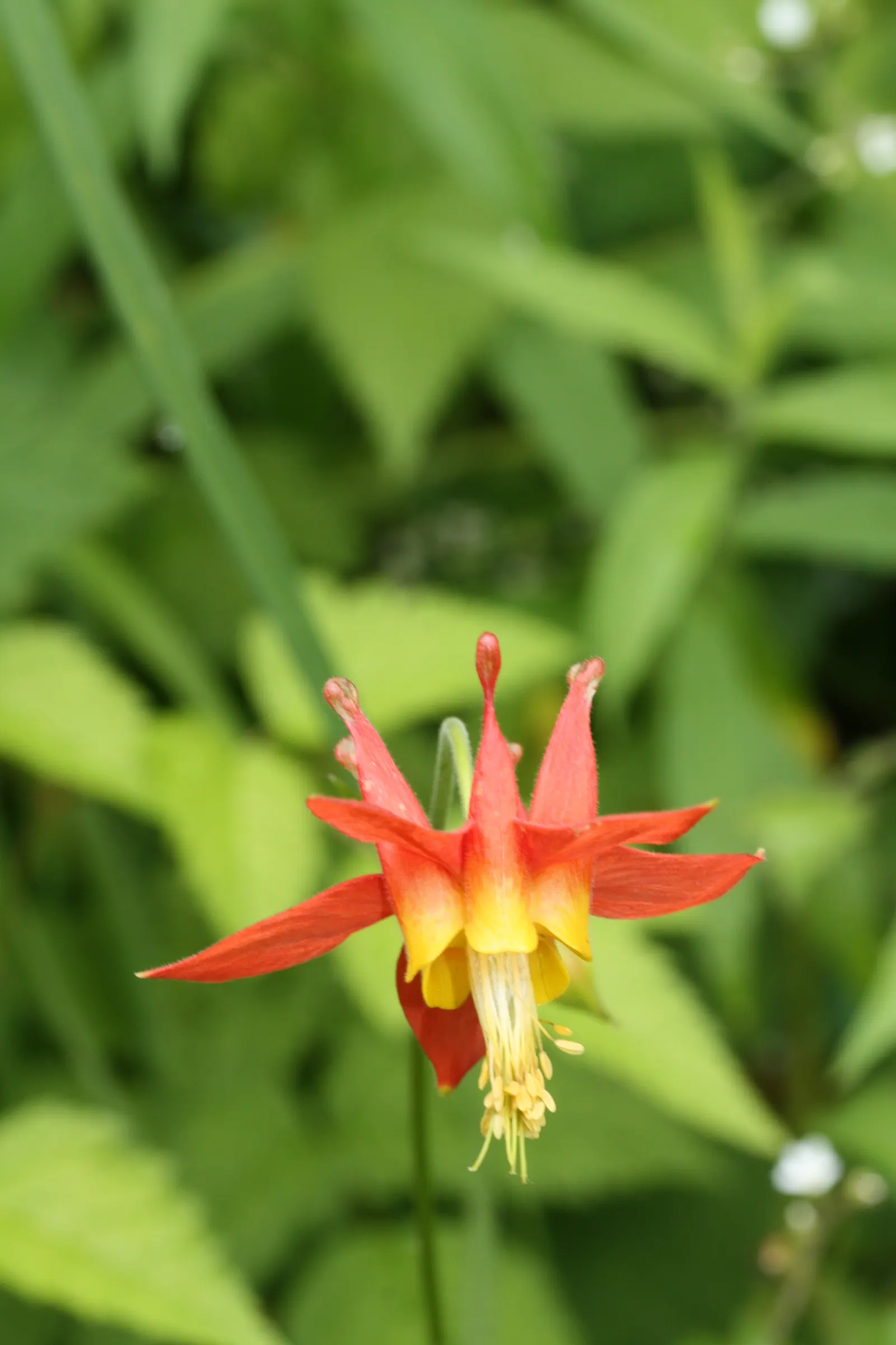 Western Columbine (Aquilegia Formosa) — the Western Columbine displays fiery red sepals with a backdrop of sunny yellow petals; <br><br>Informative, image 75