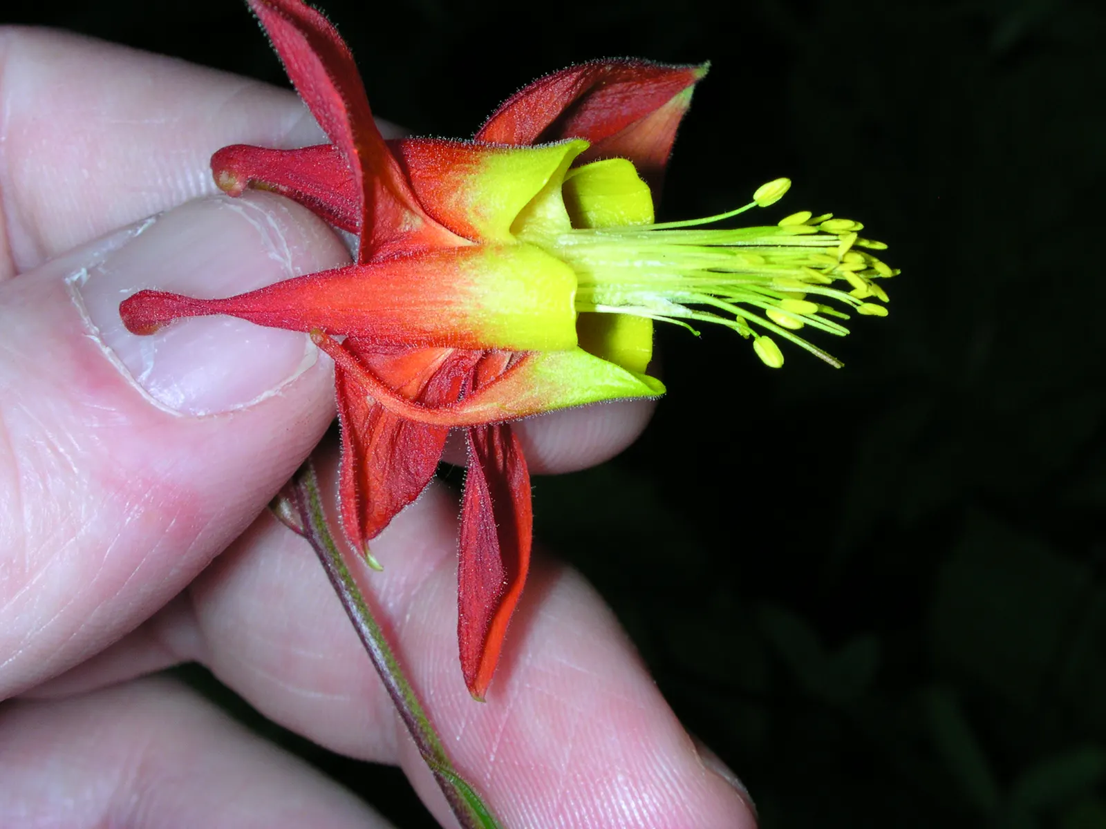 Western Columbine (Aquilegia Formosa) — showcasing vibrant red and yellow nodding flowers