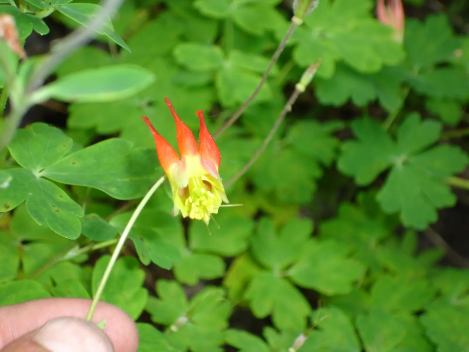 Western Columbine (Aquilegia Formosa) — <br><br>Informative yet modest