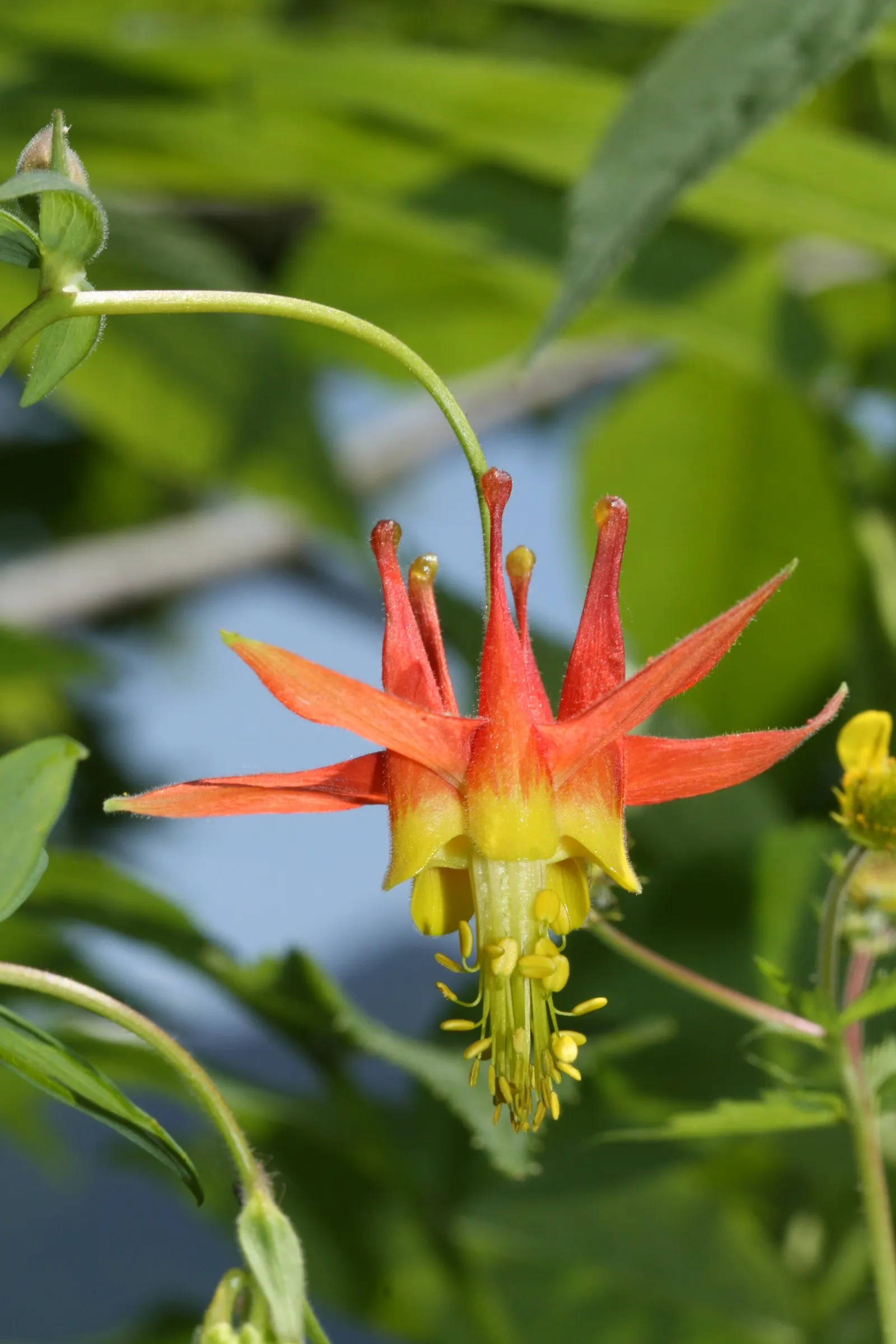 Western Columbine (Aquilegia Formosa) — growing up to 2 feet tall; mimicking its natural woodland habitat