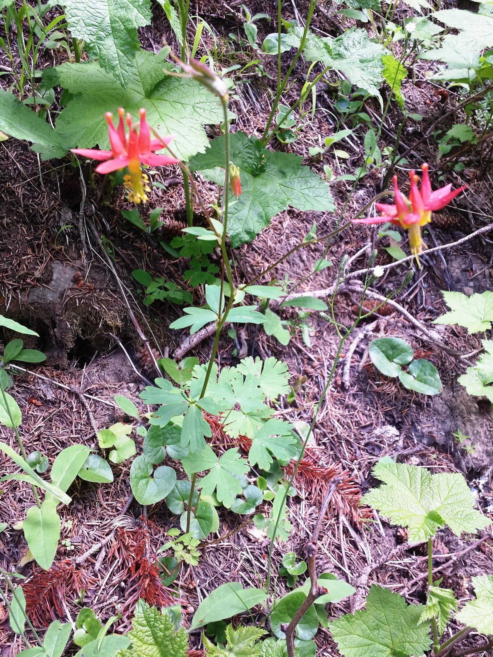 Western Columbine (Aquilegia Formosa) — and their distinct elongated nectar spurs can reach lengths of up to 2 inches; showcasing vibrant red and yellow