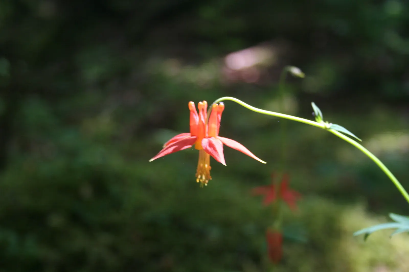 Western Columbine (Aquilegia Formosa) — Its blooms attract hummingbirds and butterflies, flourishing in partial shade