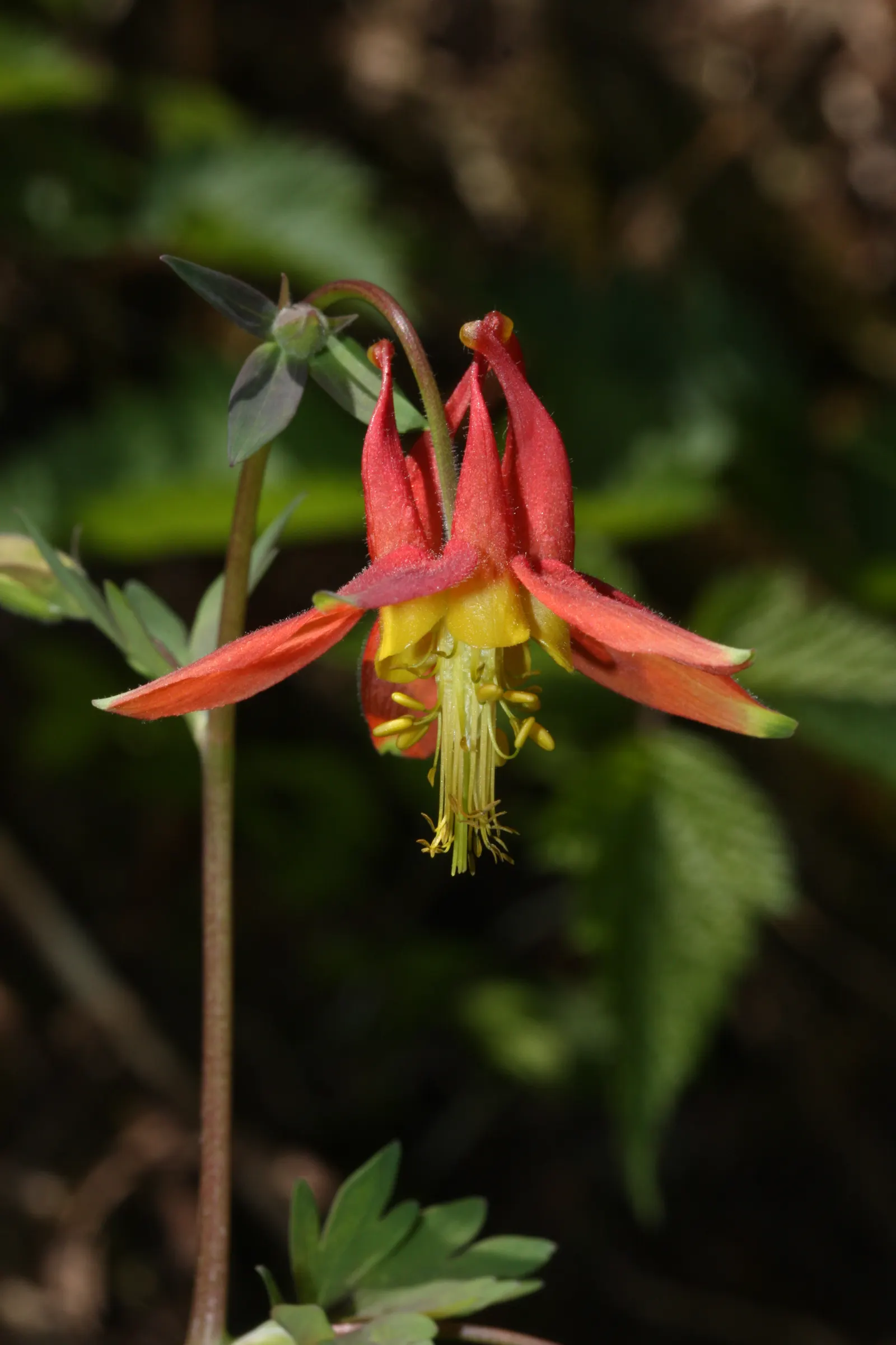 Western Columbine (Aquilegia Formosa) — This charming plant adds a splash of color and is ideal for woodland gardens or informal borders