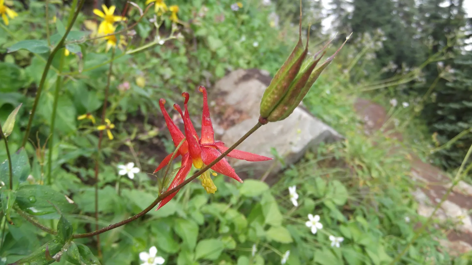 Western Columbine (Aquilegia Formosa) — However, it also exhibits a good degree of sun tolerance, making it versatile in placement within the garden; this
