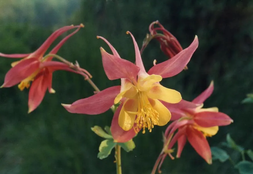 Western Columbine (Aquilegia Formosa) — Aquilegia formosa favors well-drained soil paired with partial shade