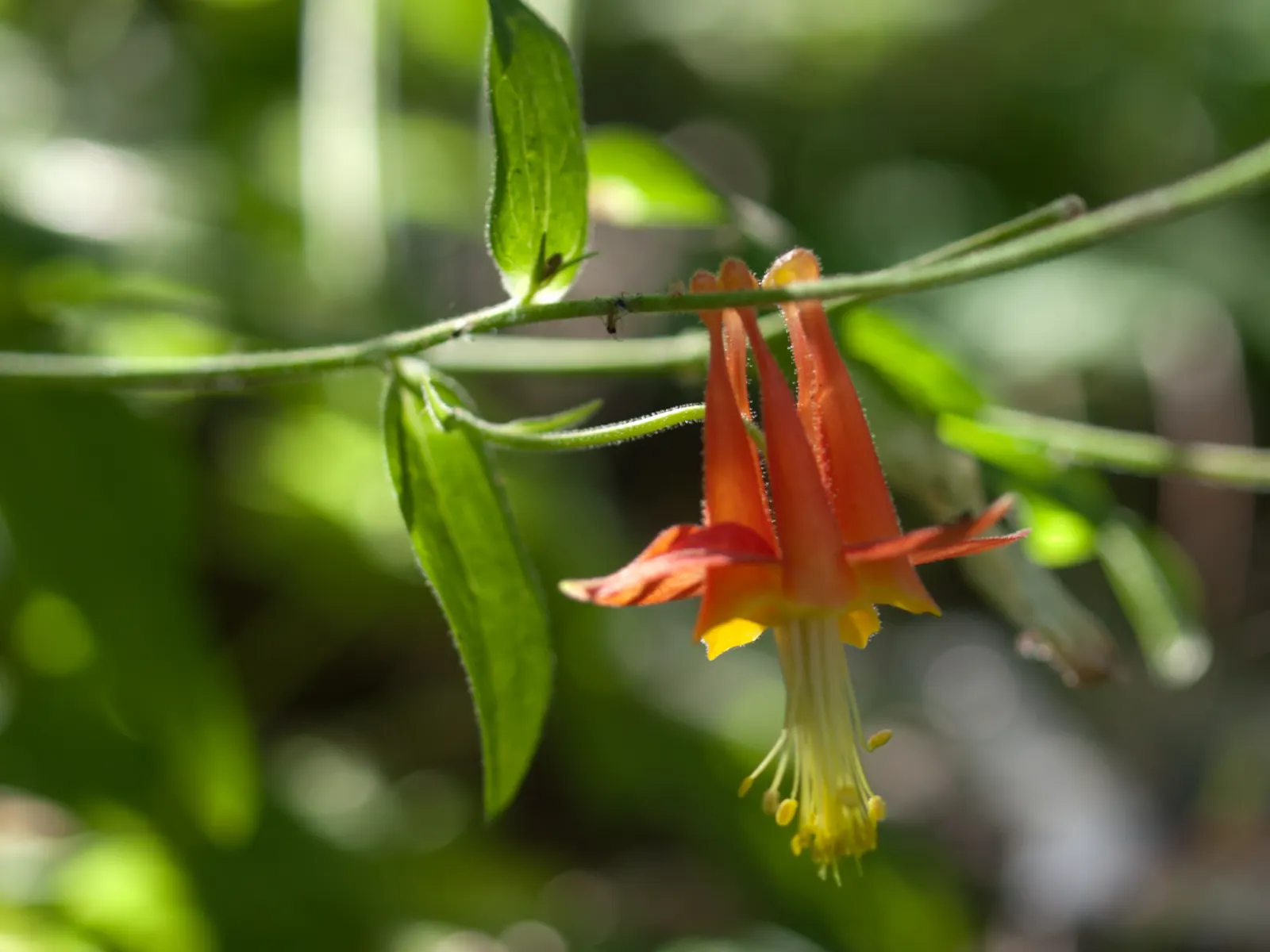 Western Columbine (Aquilegia Formosa) — <br><br>Informative yet modest; which can be up to 3 inches wide