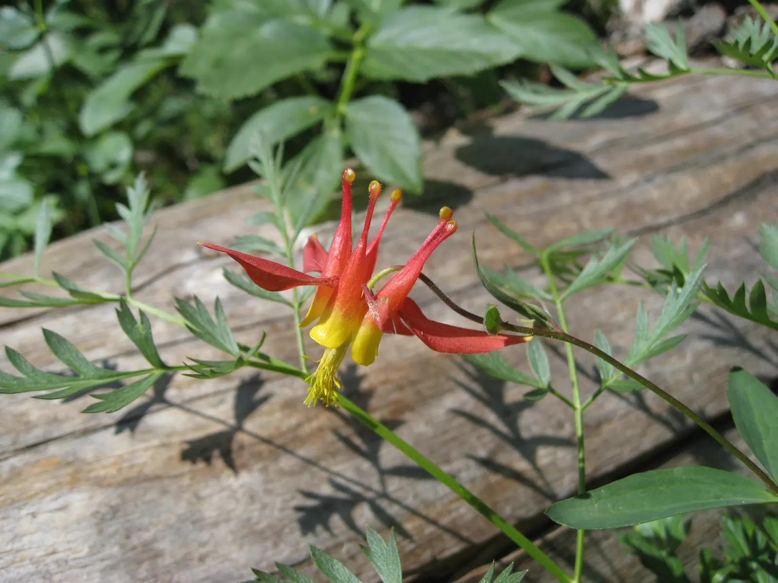 Western Columbine (Aquilegia Formosa) — When integrating Western Columbine into the landscape
