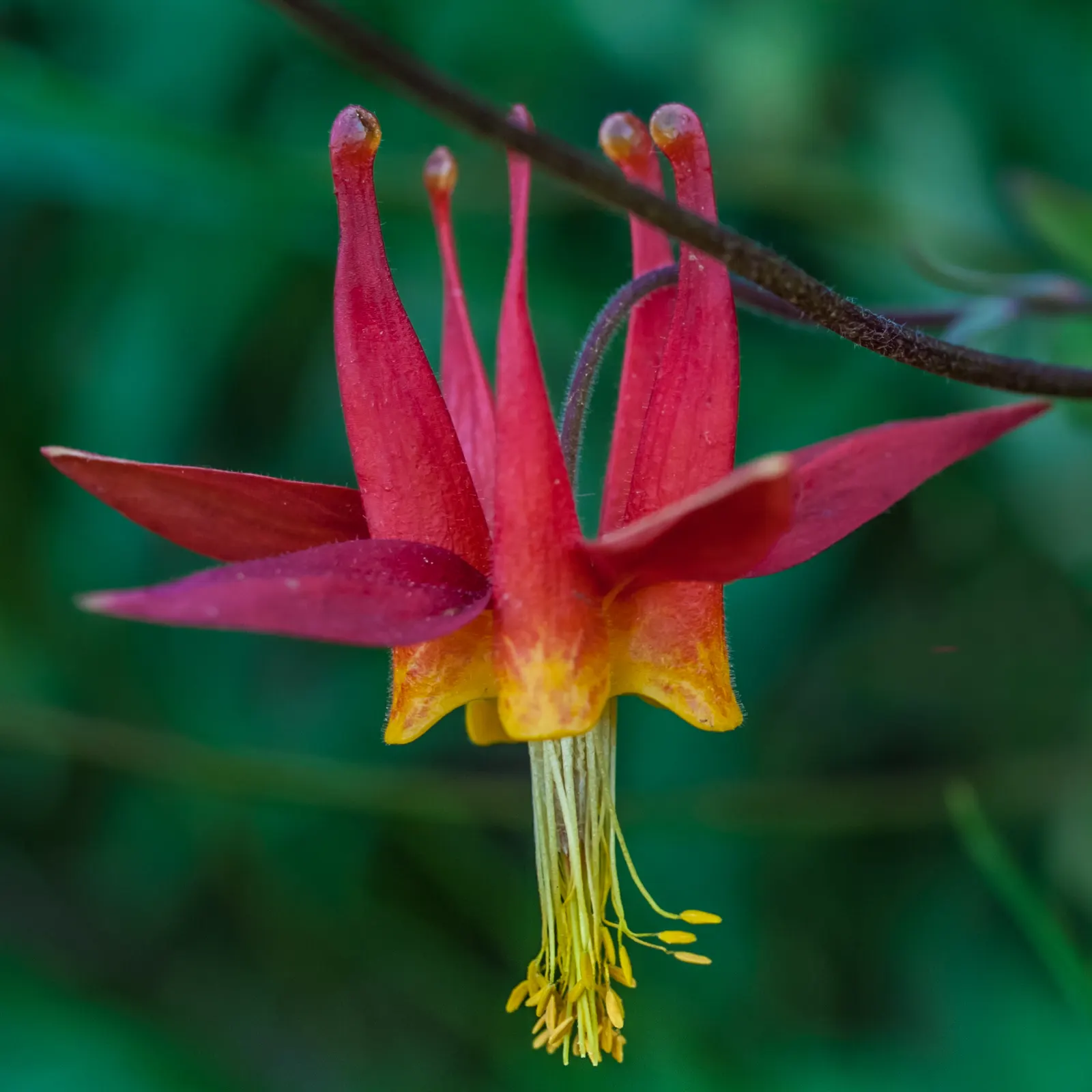 Western Columbine (Aquilegia Formosa) — is a charming perennial that can provide a touch of grace to any garden space; multi-colored and red flowers in the