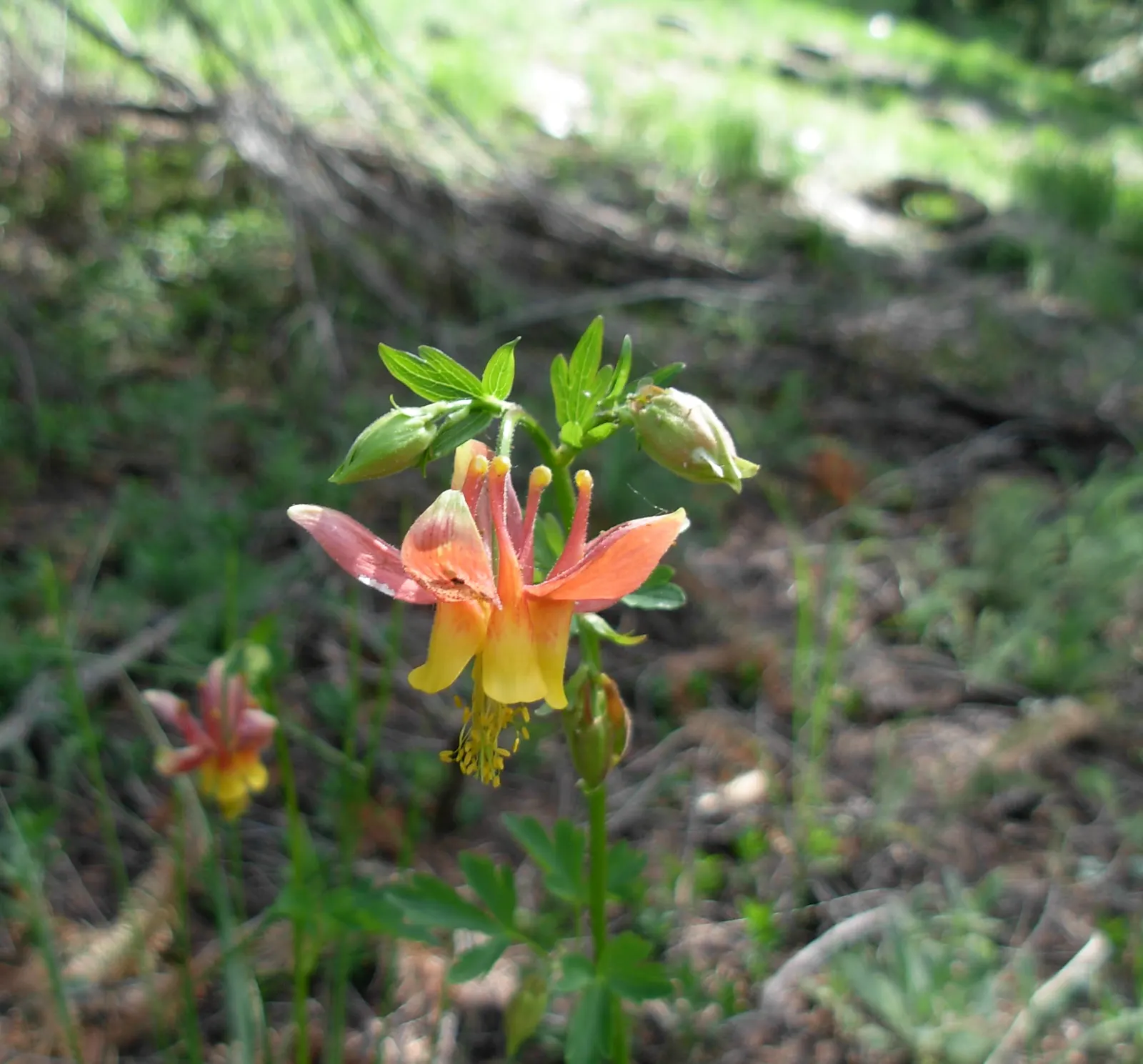 Western Columbine (Aquilegia Formosa) — is a charming perennial that can provide a touch of grace to any garden space