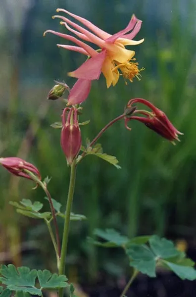 Western Columbine (Aquilegia Formosa) — scientifically named Aquilegia formosa