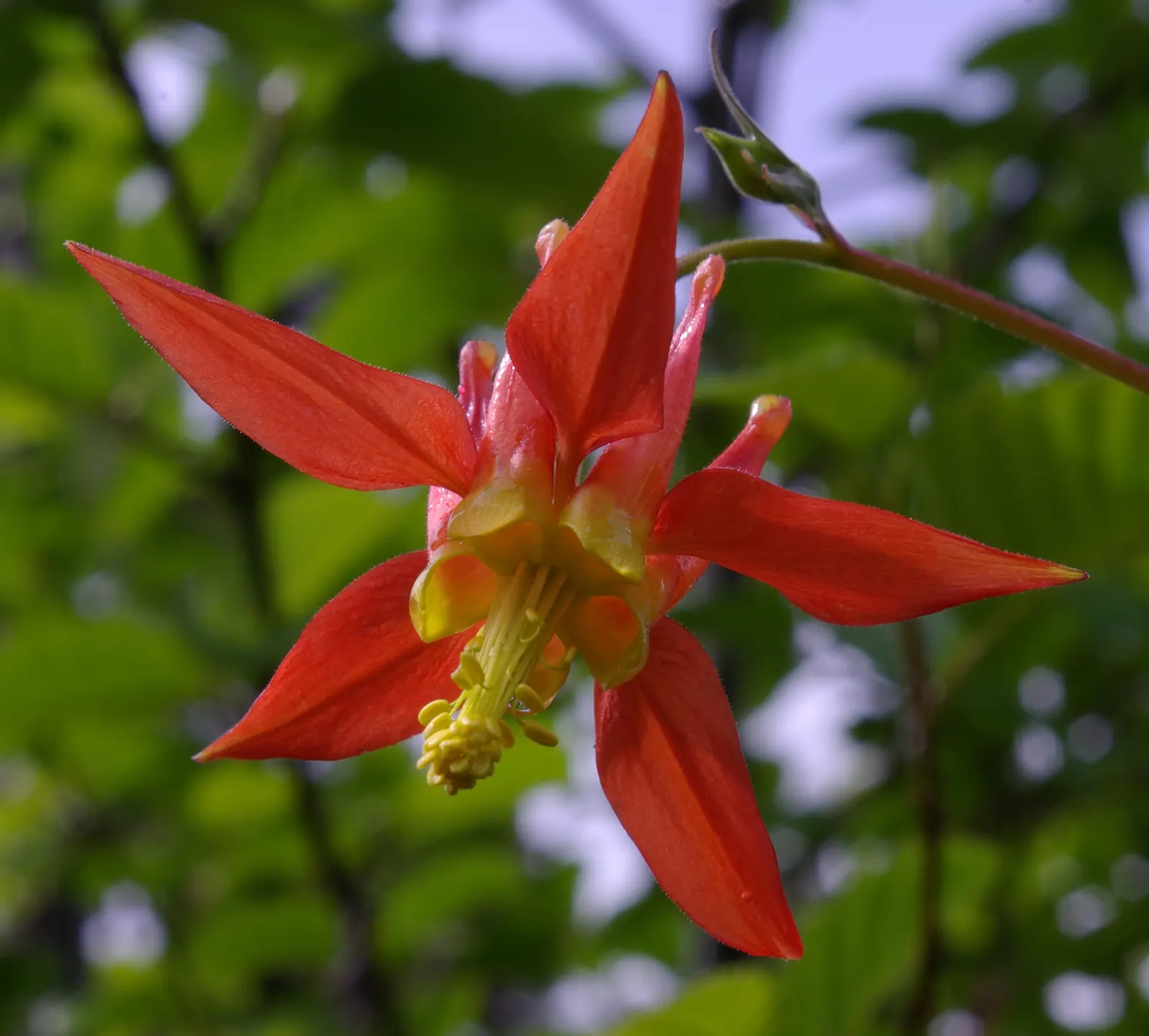 Western Columbine (Aquilegia Formosa) — or alongside streams and ponds for a romantic; growing up to 2 feet tall