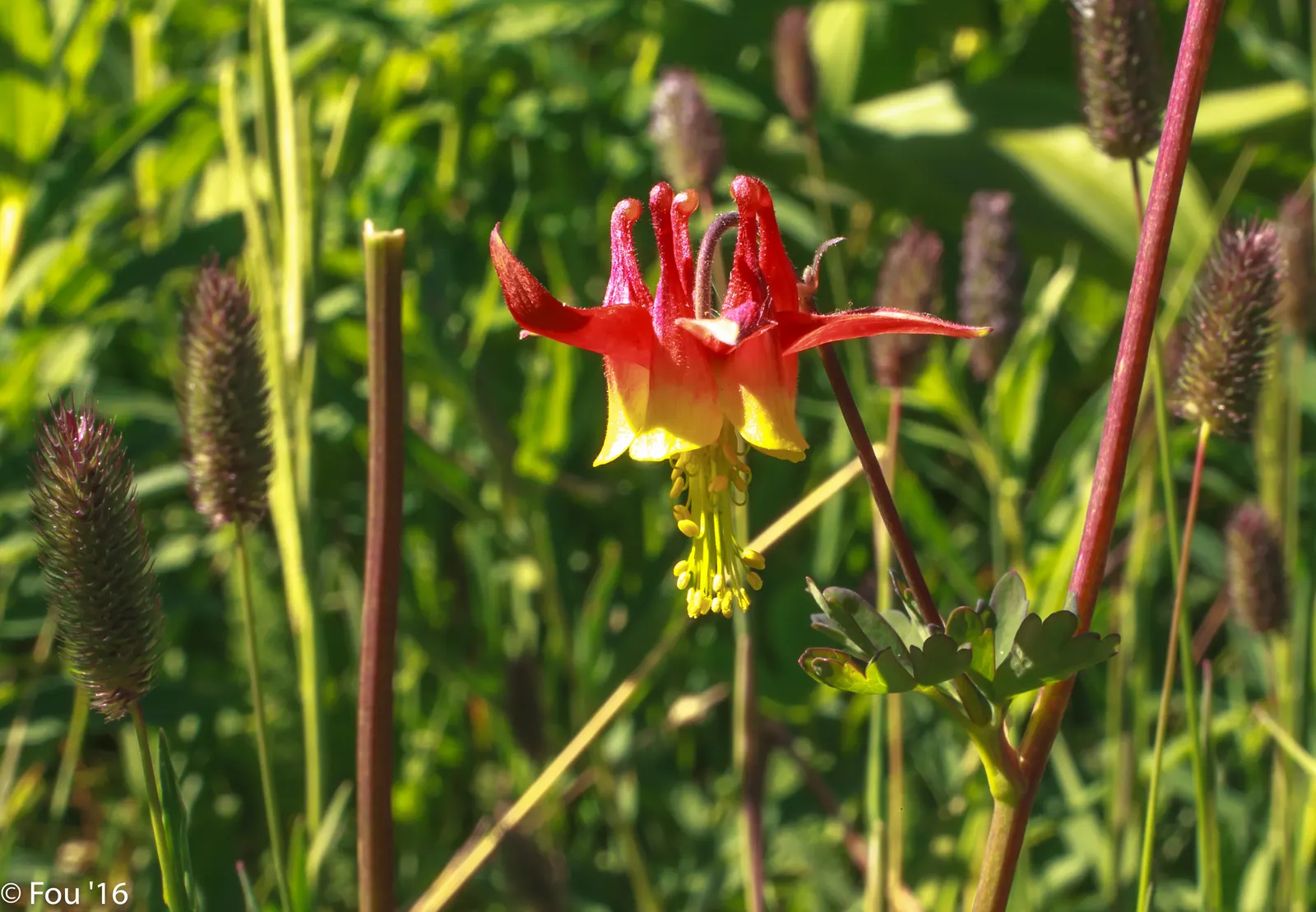 Western Columbine (Aquilegia Formosa) — Hardy in zones 3 through 9, it requires well-drained soil and moderate moisture; the Western Columbine (Aquilegia