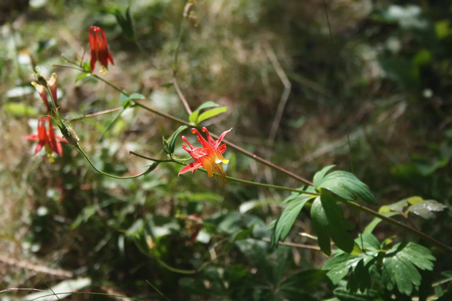 Western Columbine (Aquilegia Formosa) — this North American native thrives in USDA hardiness zones 3 through 9