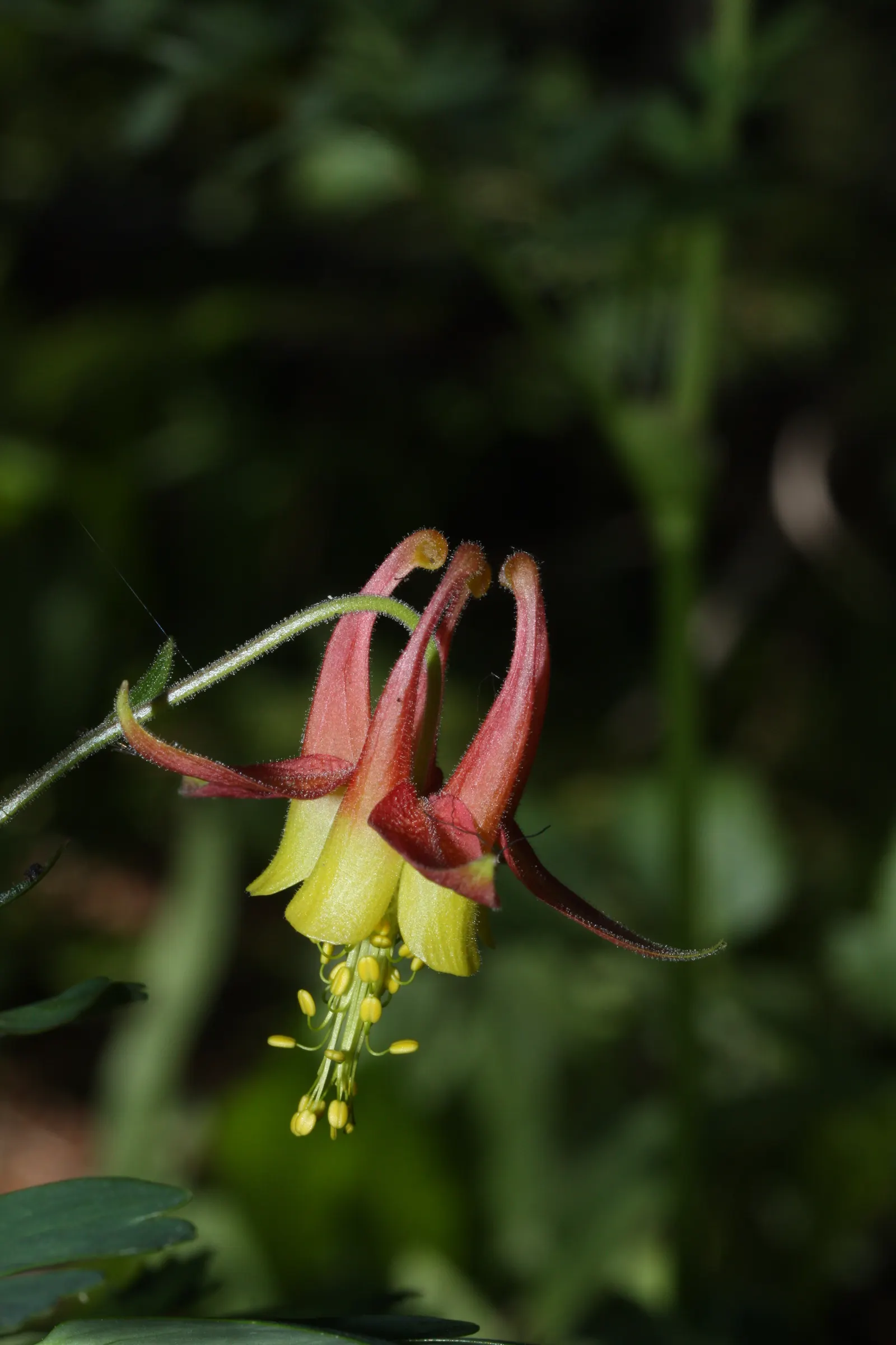 Western Columbine (Aquilegia Formosa) — serving not only as an ornamental delight but also as a valuable contributor to the local ecosystem; it typically
