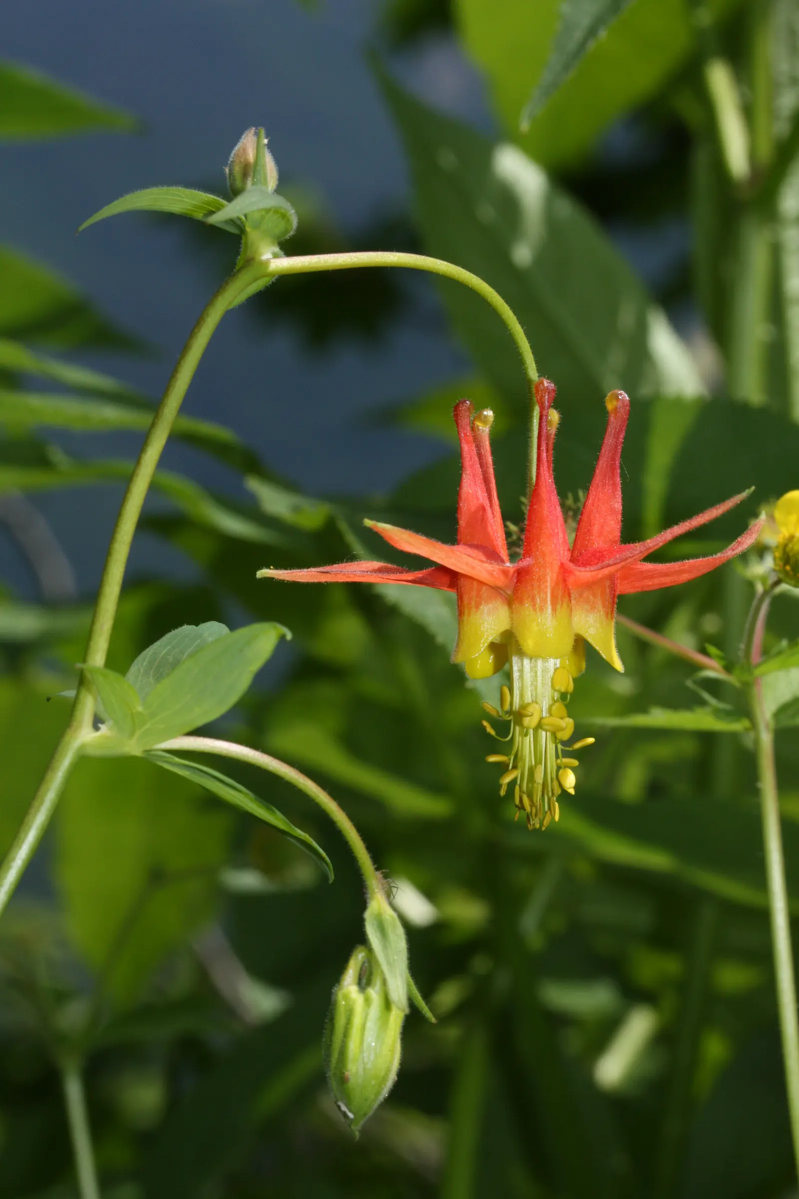 Western Columbine (Aquilegia Formosa) — the Western Columbine displays fiery red sepals with a backdrop of sunny yellow petals