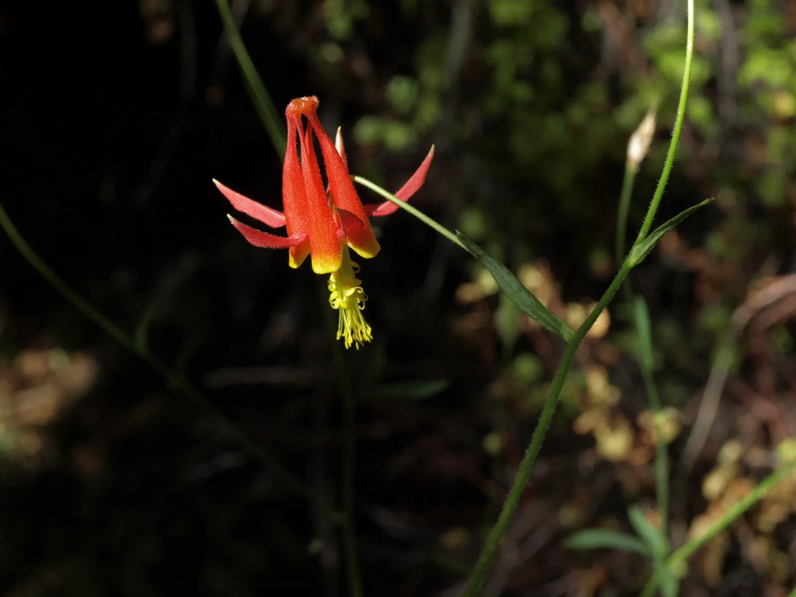 Western Columbine (Aquilegia Formosa) — Aquilegia formosa favors well-drained soil paired with partial shade; or alongside streams and ponds for a romantic