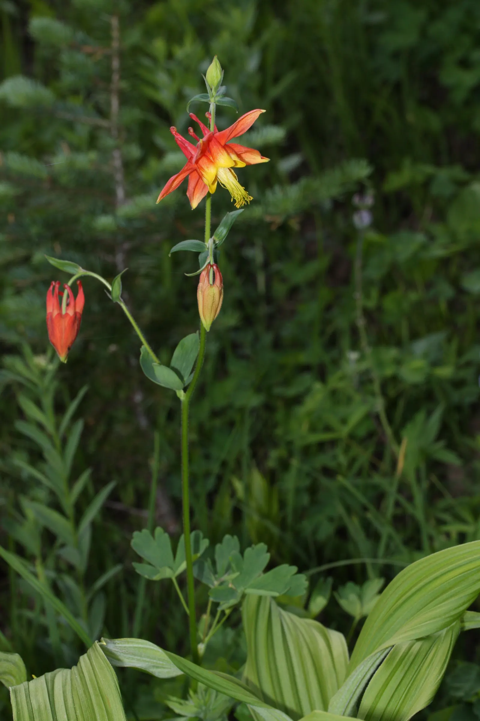 Western Columbine (Aquilegia Formosa) — Aquilegia formosa stands as a testament to nature's effortless beauty; perennial for half or shade