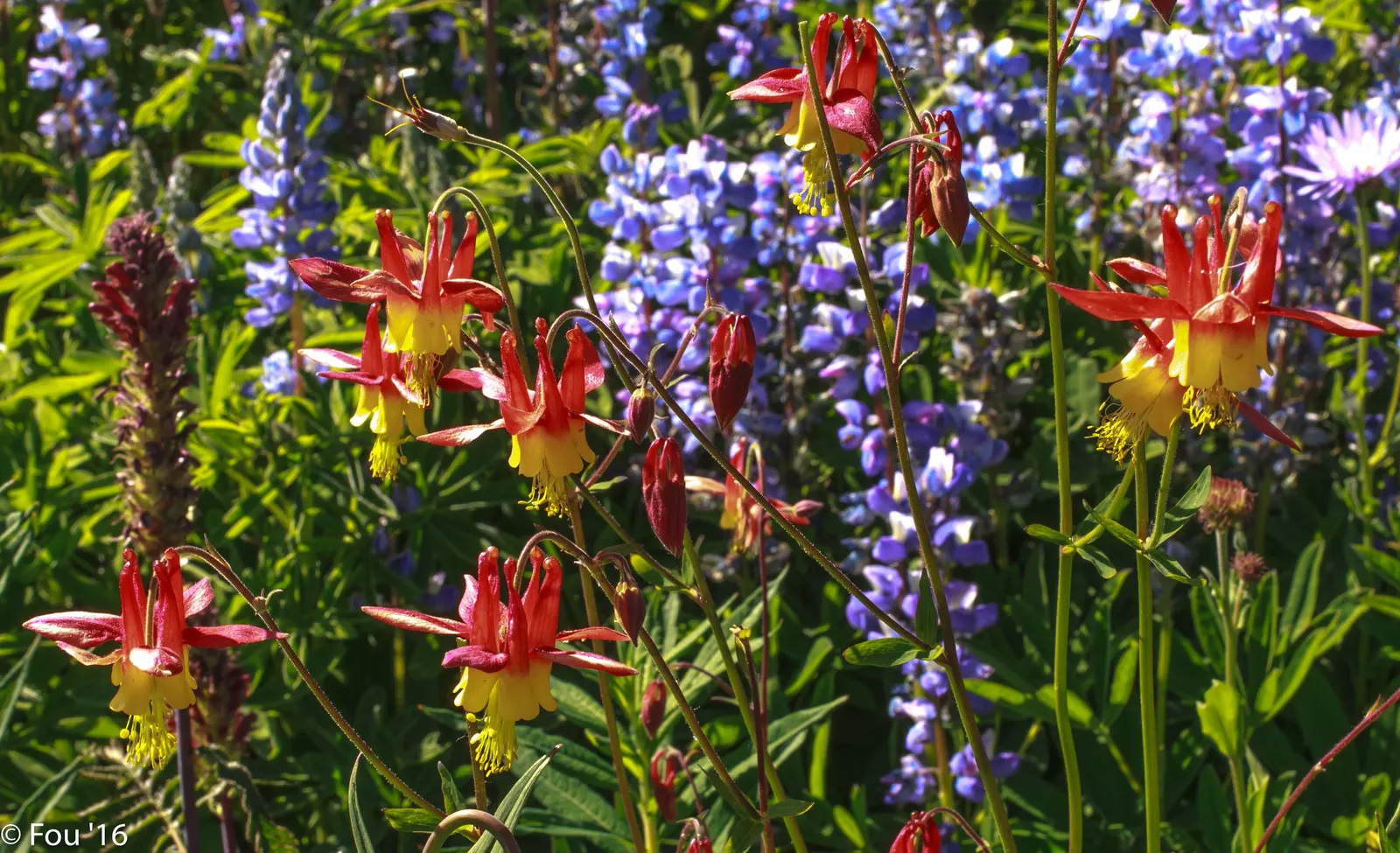 Western Columbine (Aquilegia Formosa) — It typically blooms from late spring to early summer; these blooms come to life in late spring to early, image 69