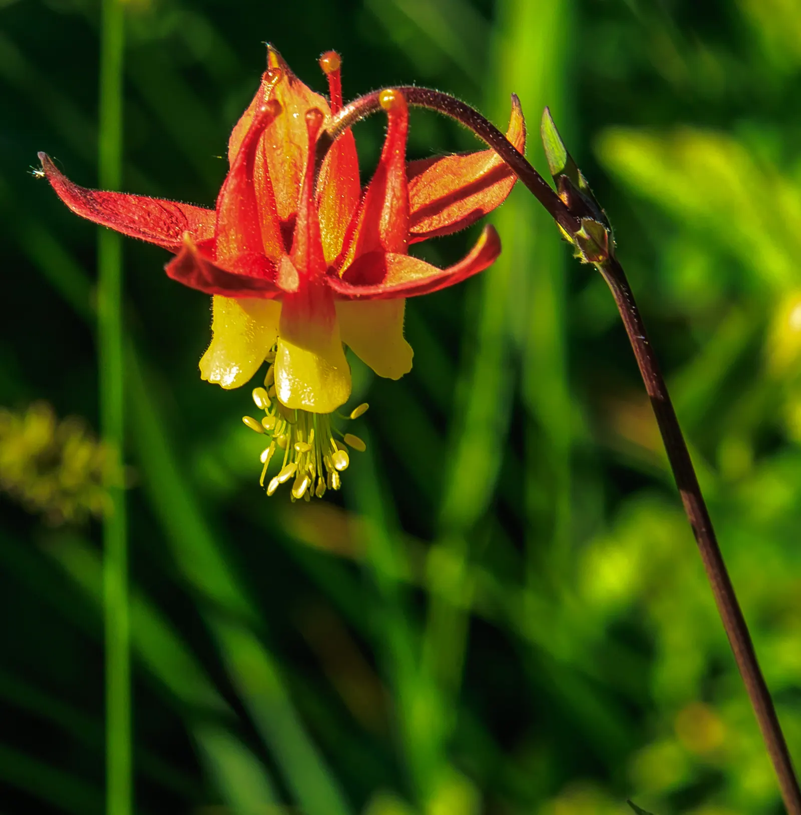 Western Columbine (Aquilegia Formosa) — When integrating Western Columbine into the landscape; moderate watering will sustain this Columbine