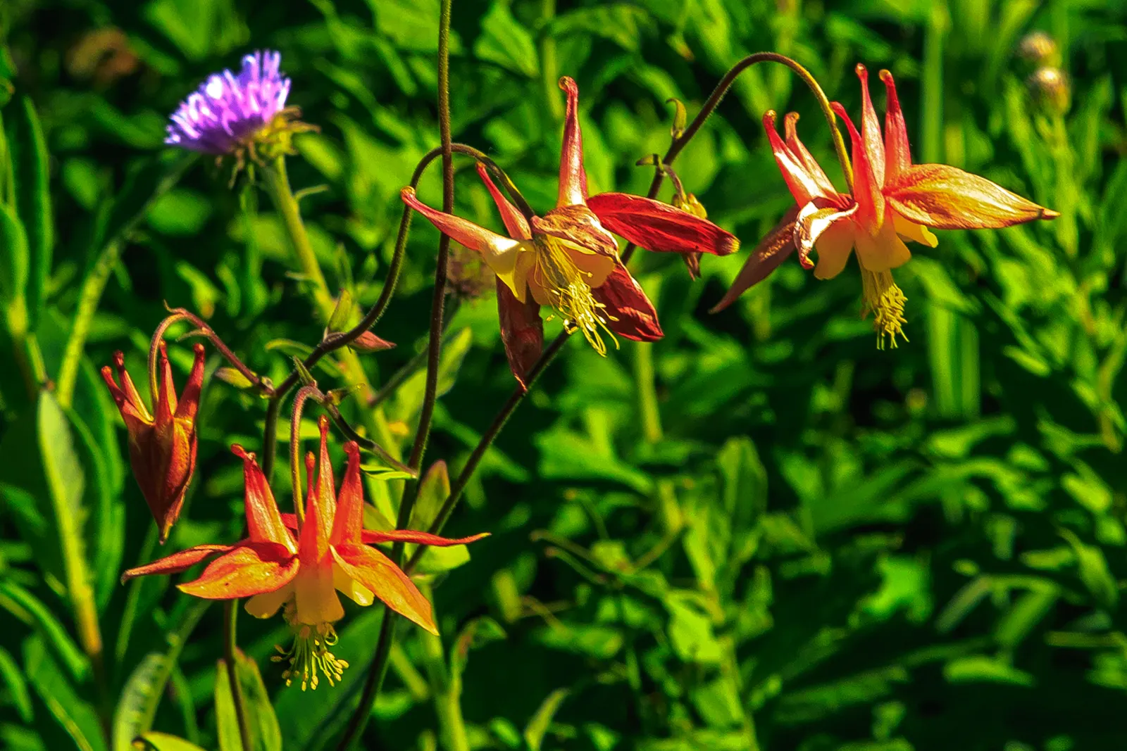 Western Columbine (Aquilegia Formosa) — perennial for half or shade; serving not only as an ornamental delight but also as a valuable contributor to the local