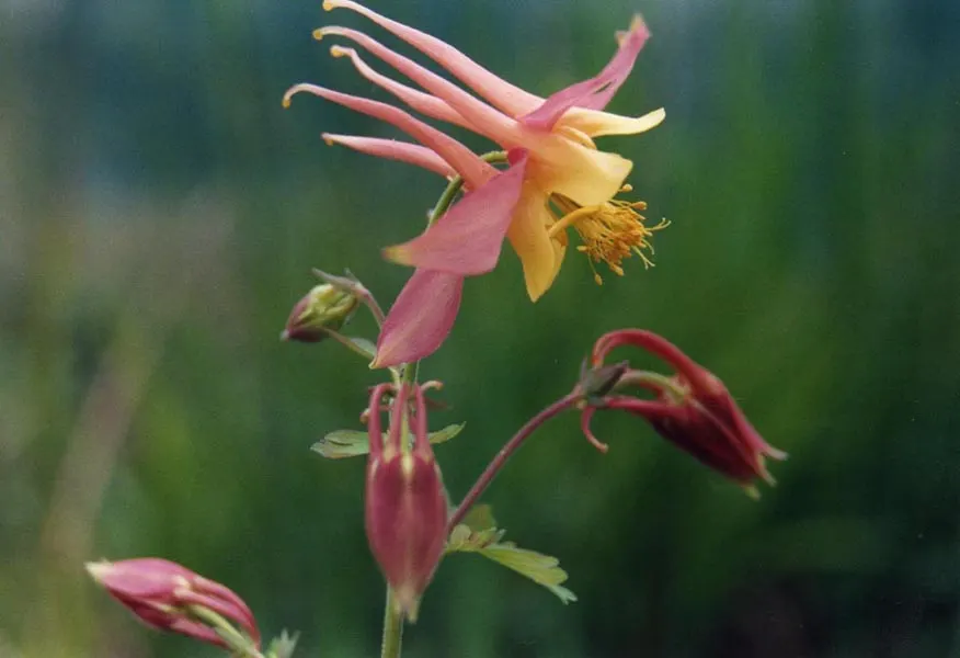 Western Columbine (Aquilegia Formosa) — Moderate watering will sustain this Columbine
