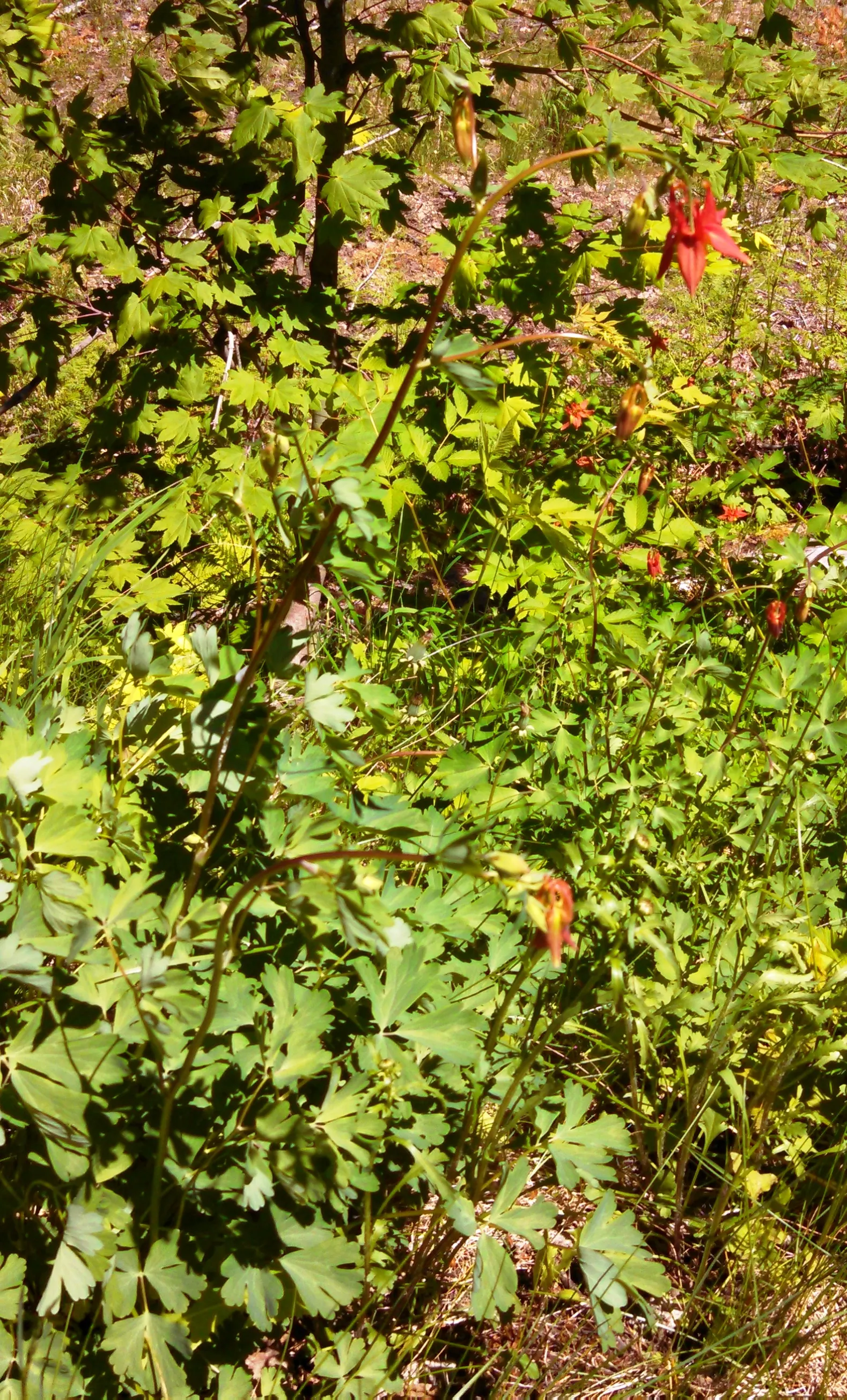 Western Columbine (Aquilegia Formosa) — multi-colored and red flowers in the garden; and their distinct elongated nectar spurs can reach lengths of up to 2