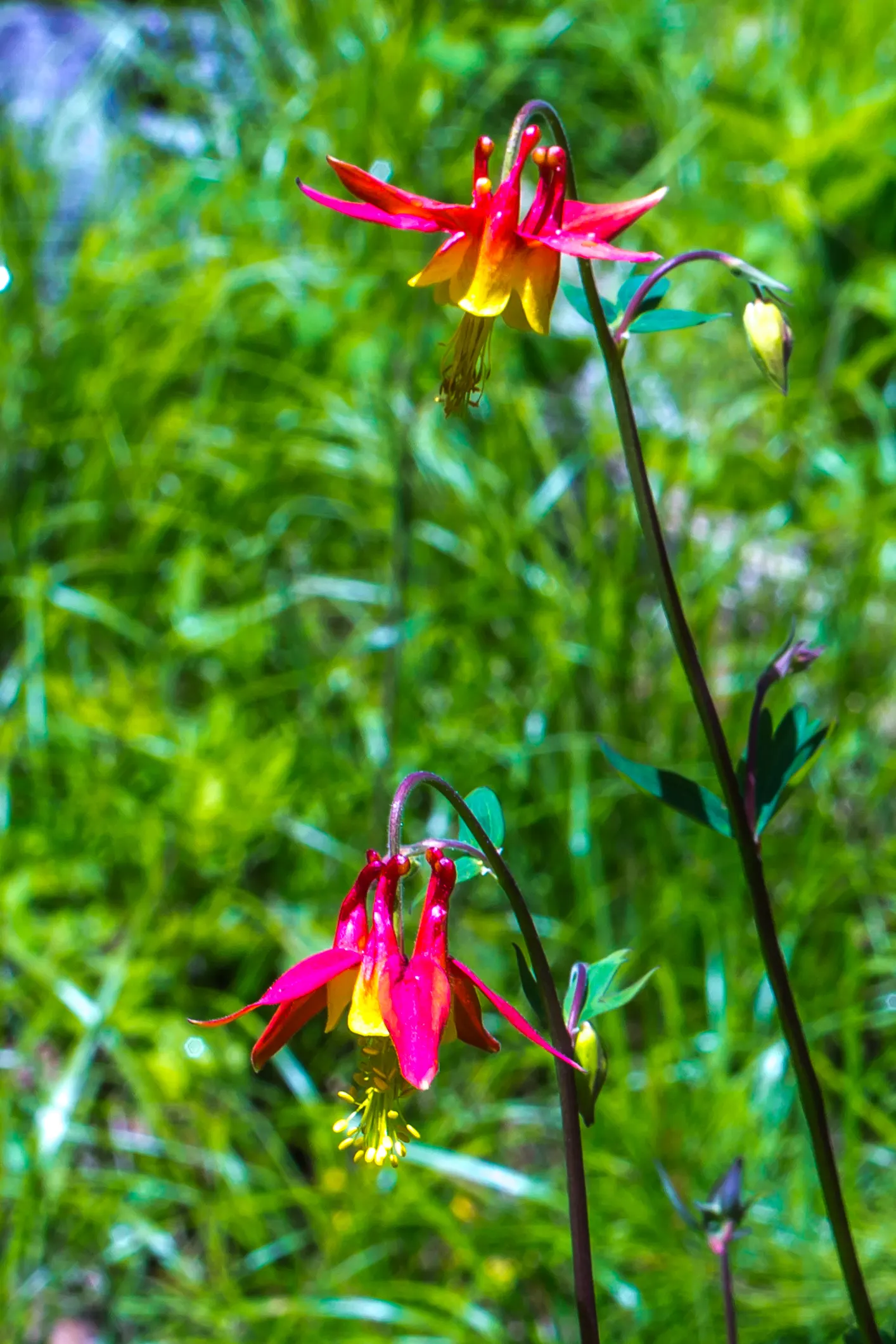 Western Columbine (Aquilegia Formosa) — this North American native thrives in USDA hardiness zones 3 through 9; making it an adaptable choice for many
