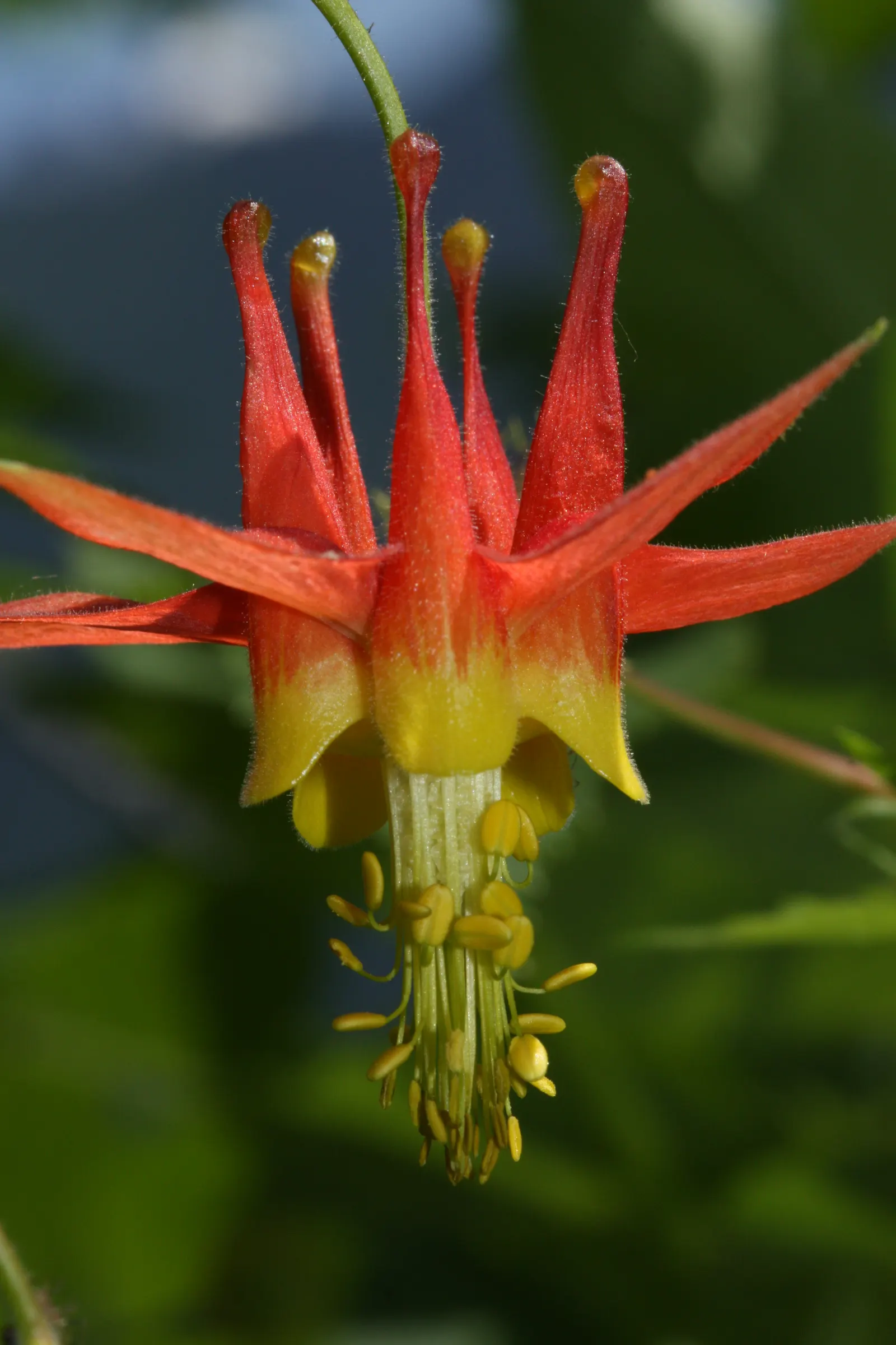 Western Columbine (Aquilegia Formosa) — These blooms come to life in late spring to early summer