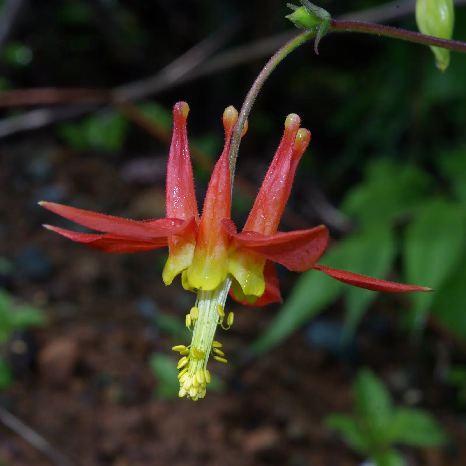 Western Columbine (Aquilegia Formosa) — with a similar spread of about 1 to 2 feet; hardy in zones 3 through 9, it requires well-drained soil and moderate