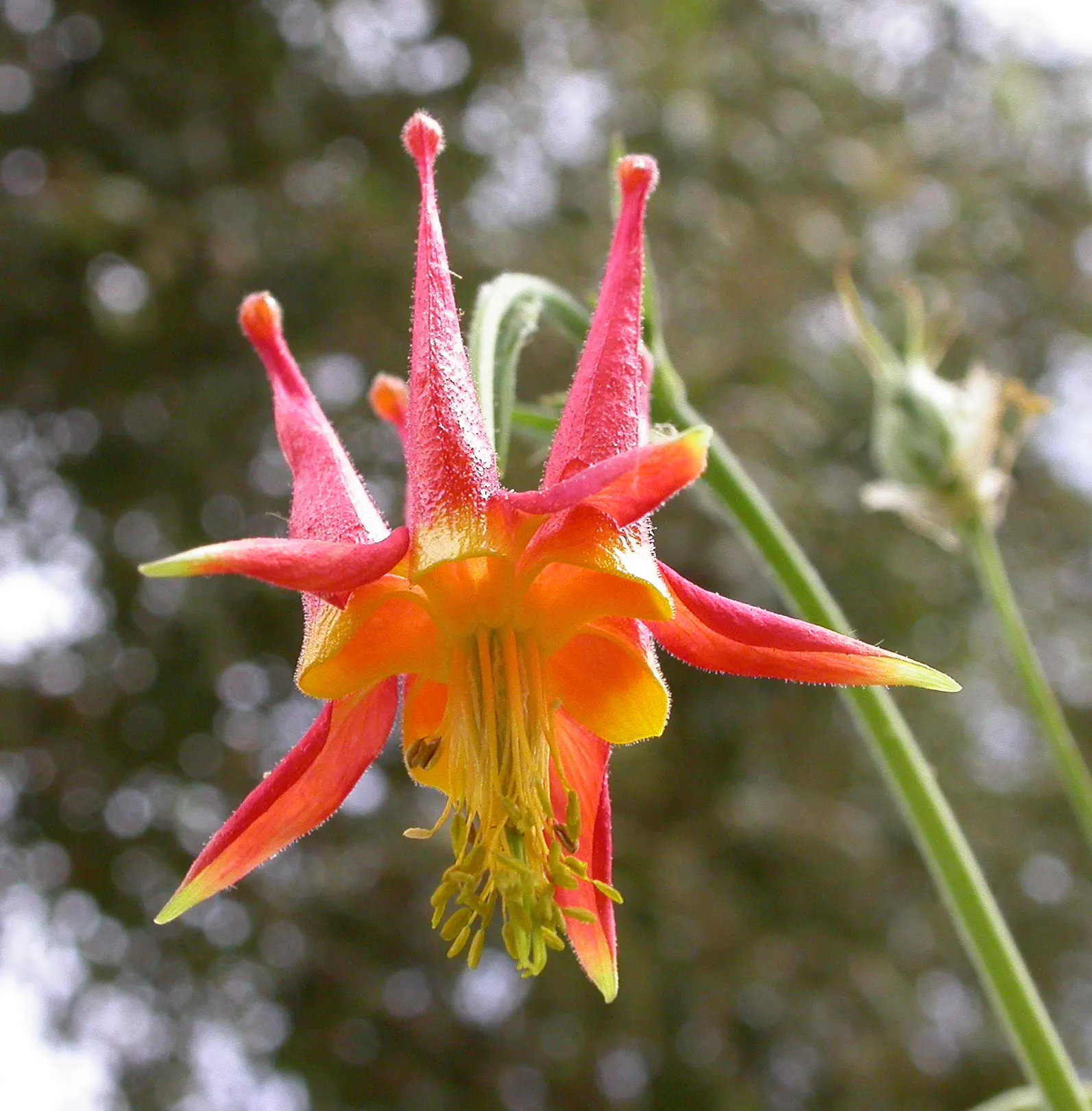 Western Columbine (Aquilegia Formosa) — is a charming perennial that can provide a touch of grace to any garden space; multi-colored and red, image 71