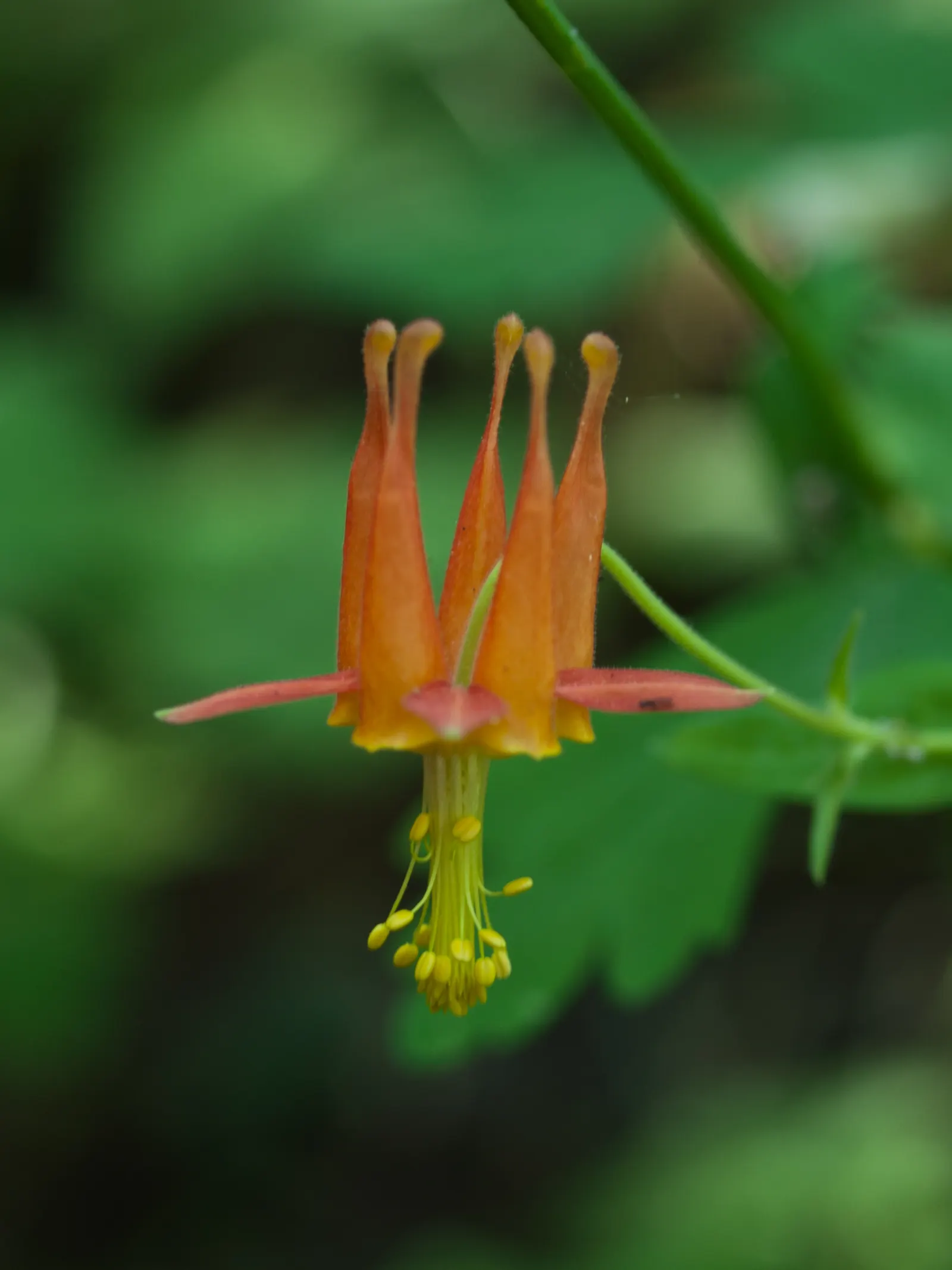 Western Columbine (Aquilegia Formosa) — showcasing vibrant red and yellow nodding flowers; this North American native thrives in USDA hardiness, image 64