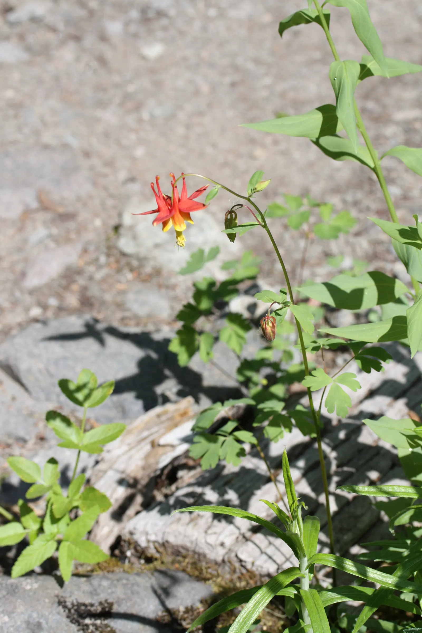 Western Columbine (Aquilegia Formosa) — The Western Columbine (Aquilegia formosa) is a North American native perennial; its blooms attract, image 63