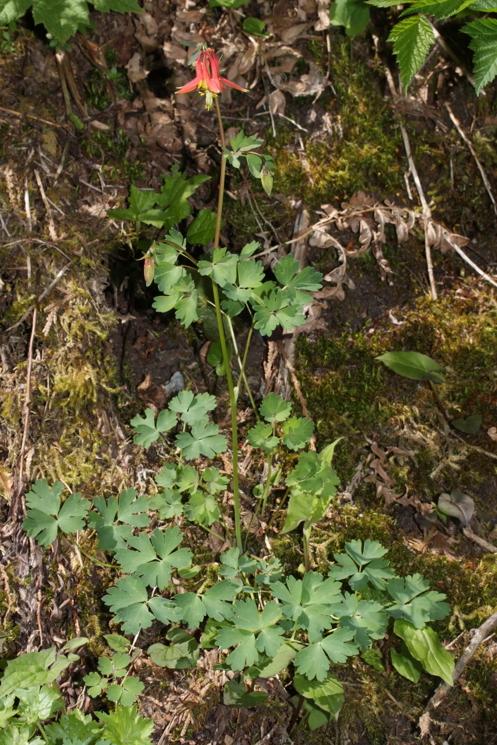 Western Columbine (Aquilegia Formosa) — Hardy in zones 3 through 9, it requires well-drained soil and moderate moisture; the Western Columbine, image 67