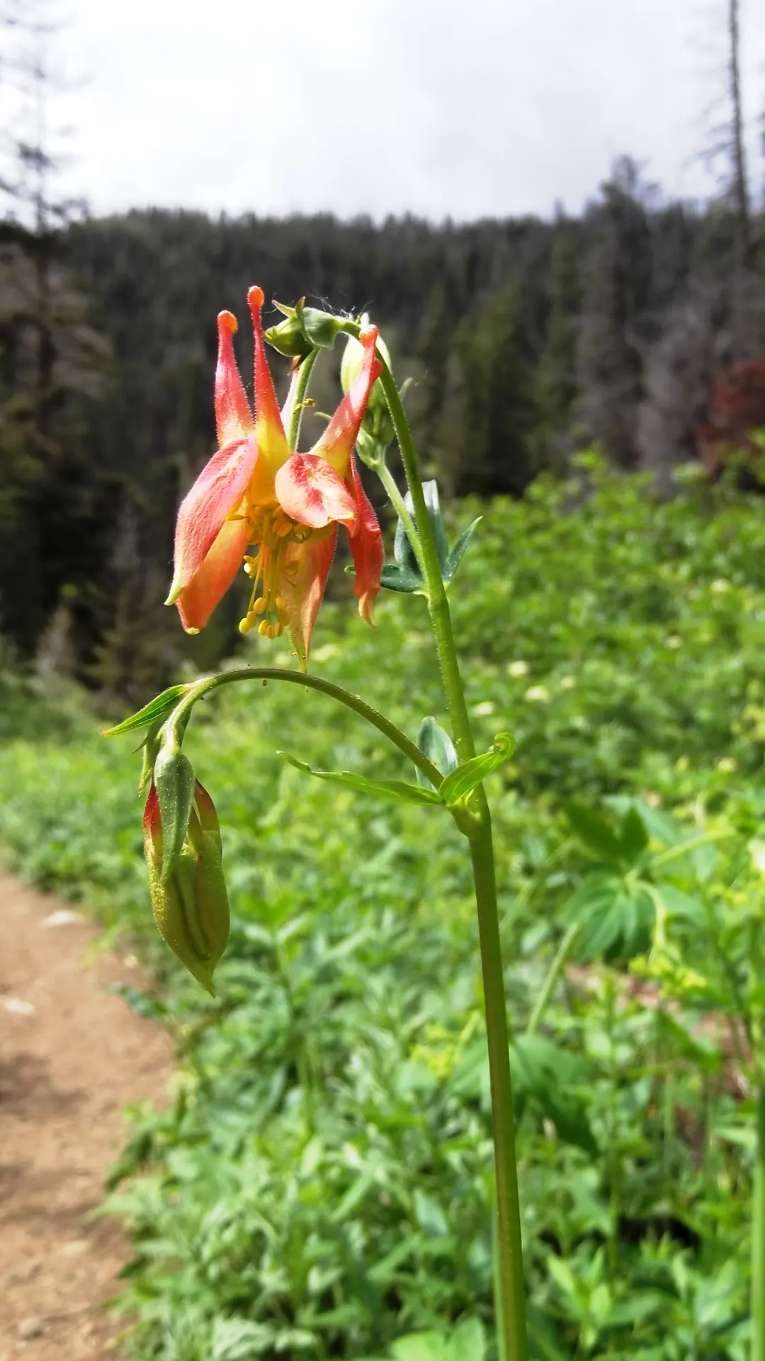 Western Columbine (Aquilegia Formosa) — Hardy in zones 3 through 9, it requires well-drained soil and moderate moisture