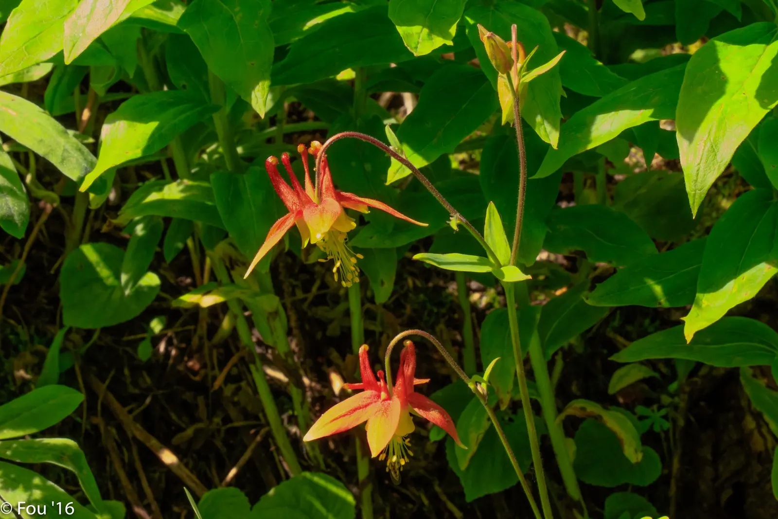 Western Columbine (Aquilegia Formosa) — mimicking its natural woodland habitat; perennial with multi-colored and red blooms, image 80
