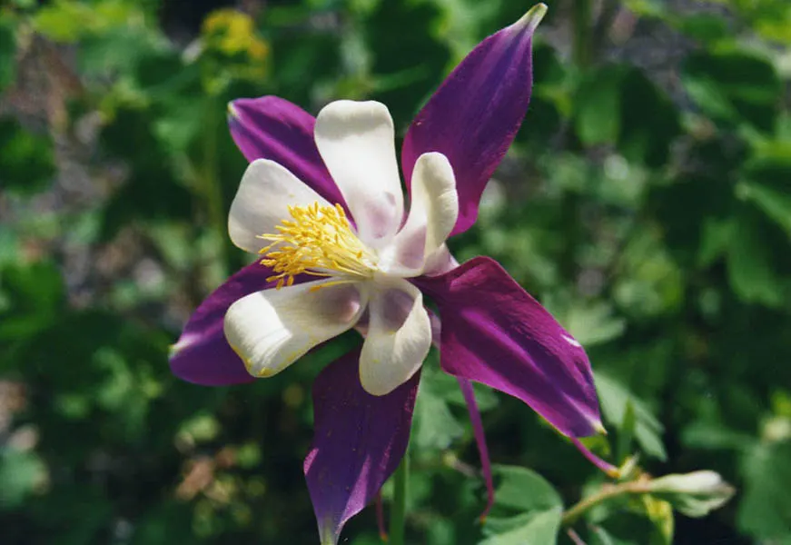 Western Columbine (Aquilegia Formosa) — perennial with multi-colored and red blooms; when integrating Western Columbine into the landscape