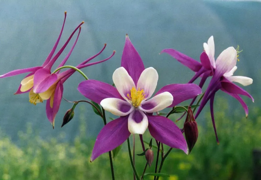Western Columbine (Aquilegia Formosa) — deep green hue that complements its vibrant flowers; aquilegia formosa favors well-drained soil paired with partial
