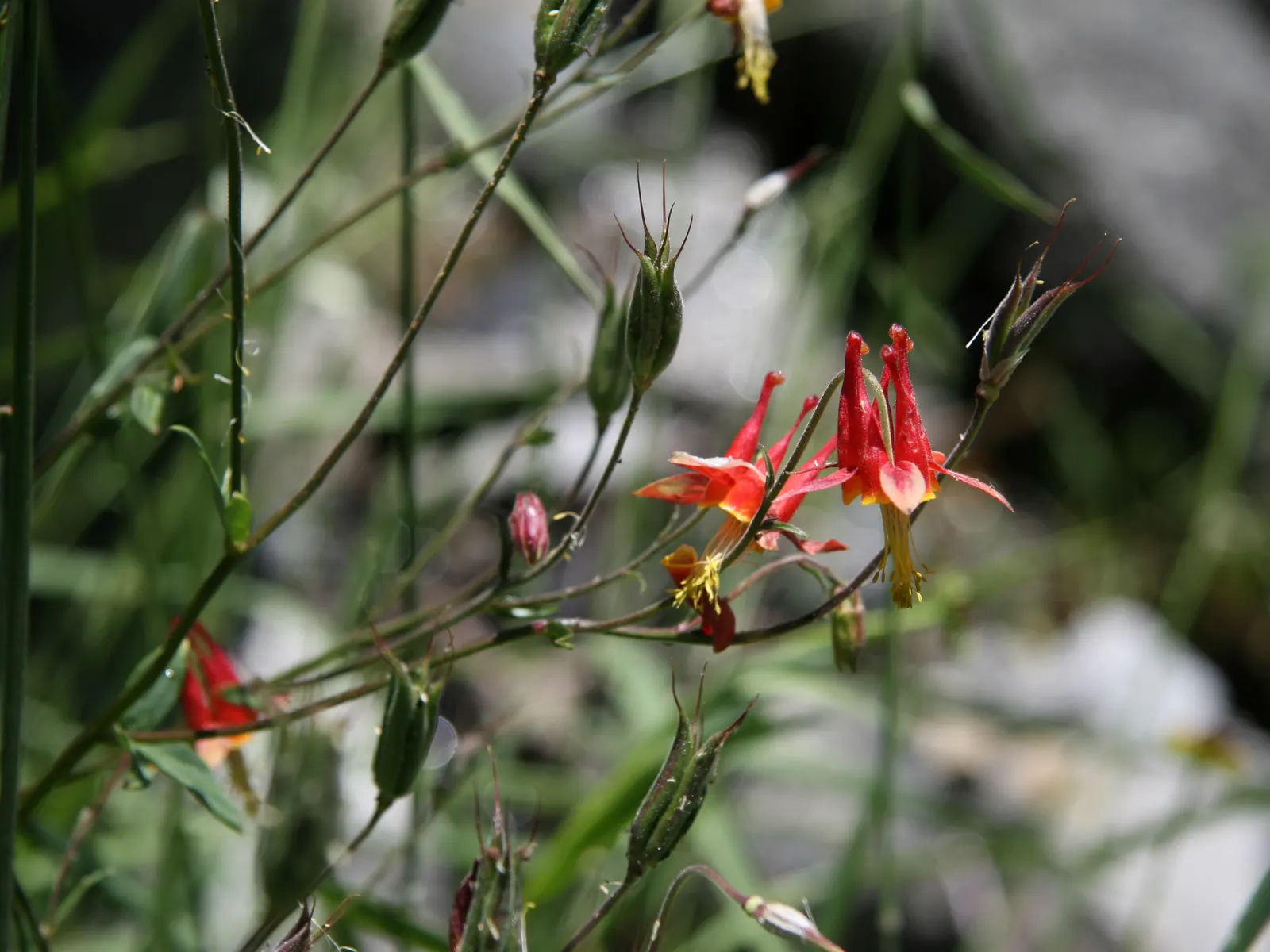Western Columbine (Aquilegia Formosa) — this North American native thrives in USDA hardiness zones 3 through 9; making it an adaptable choice for, image 73