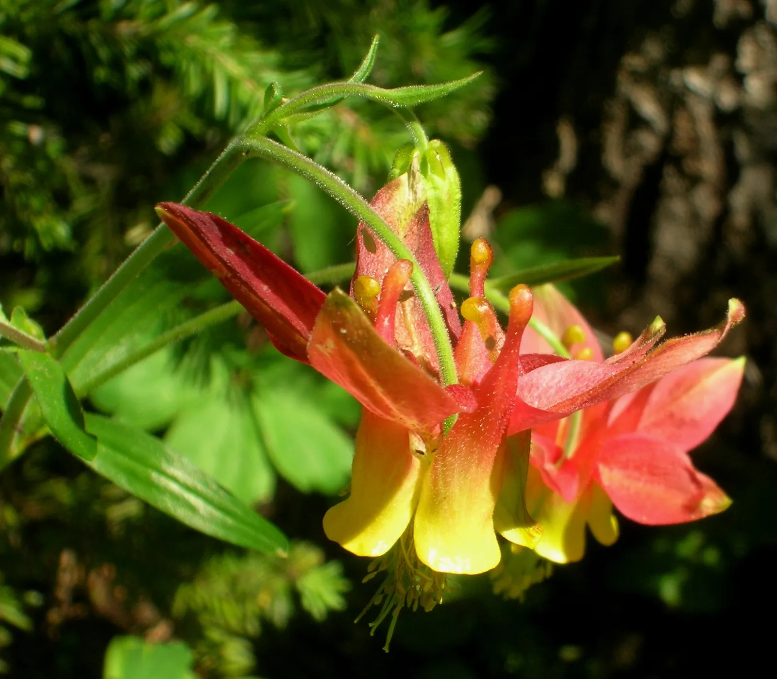 Western Columbine (Aquilegia Formosa) — The Western Columbine (Aquilegia formosa) is a North American native perennial; its blooms attract hummingbirds and