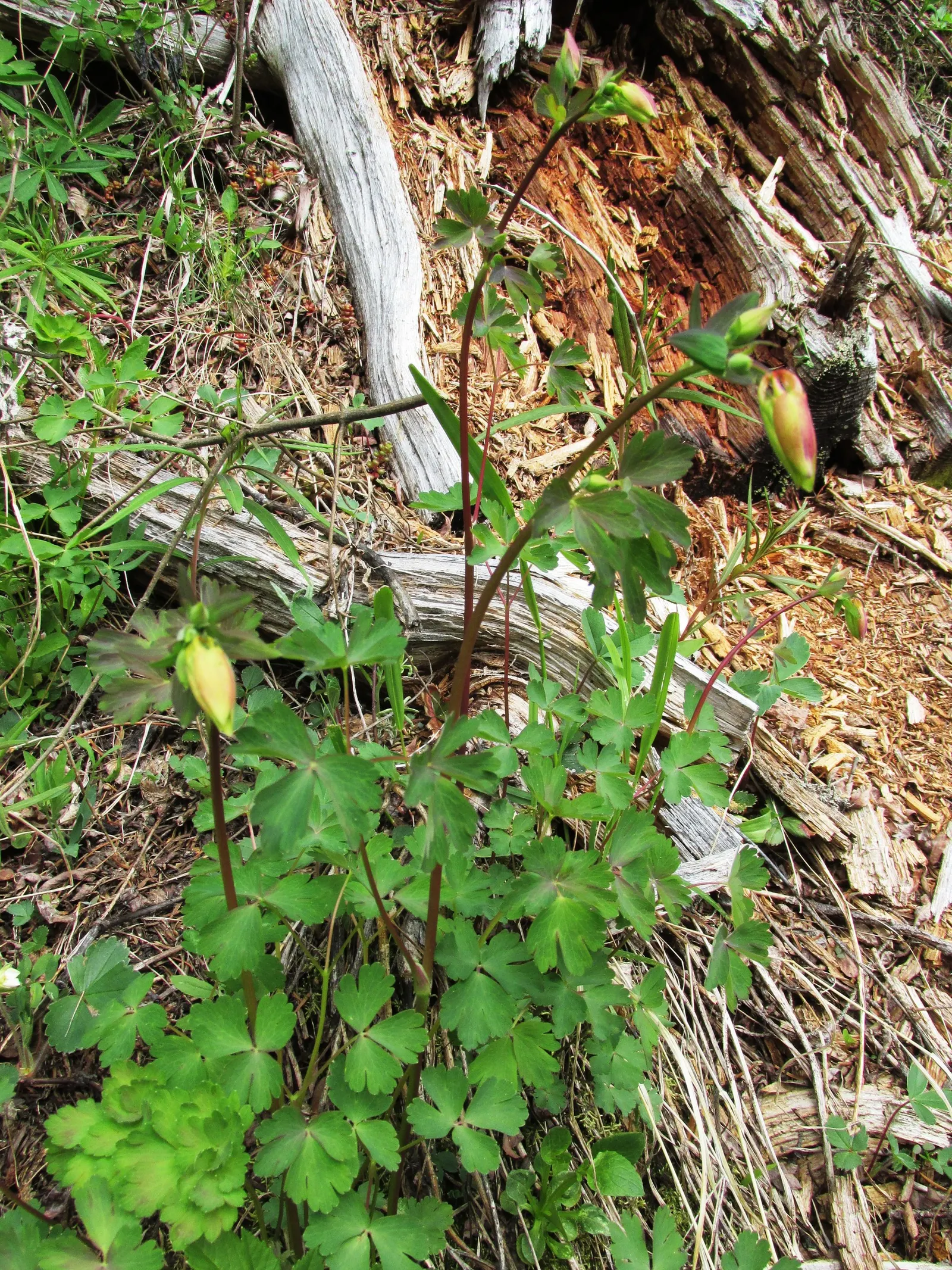 Western Columbine (Aquilegia Formosa) — perennial with multi-colored and red blooms